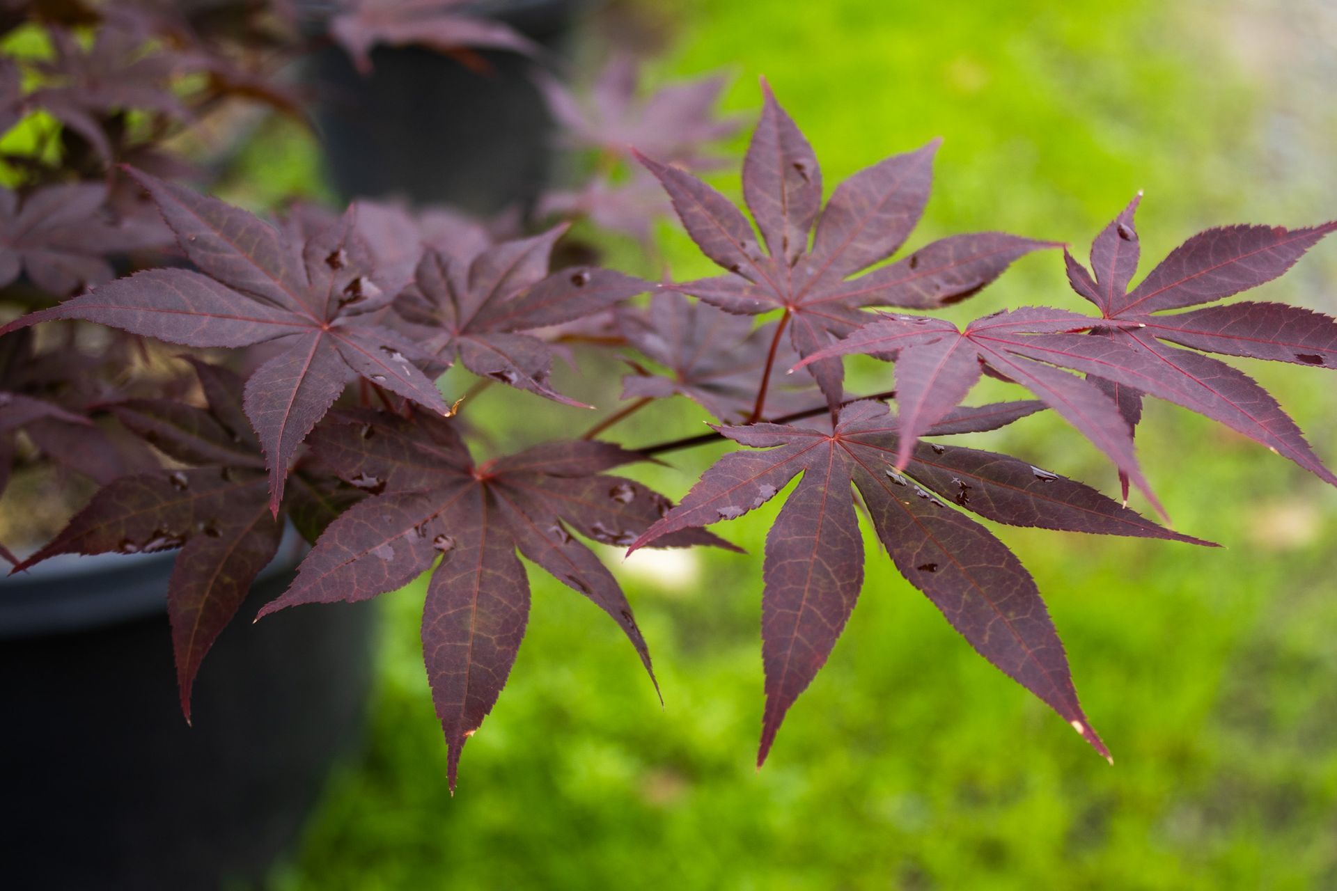 Purple-red Japanese maple leaves against a soft green blurred background.