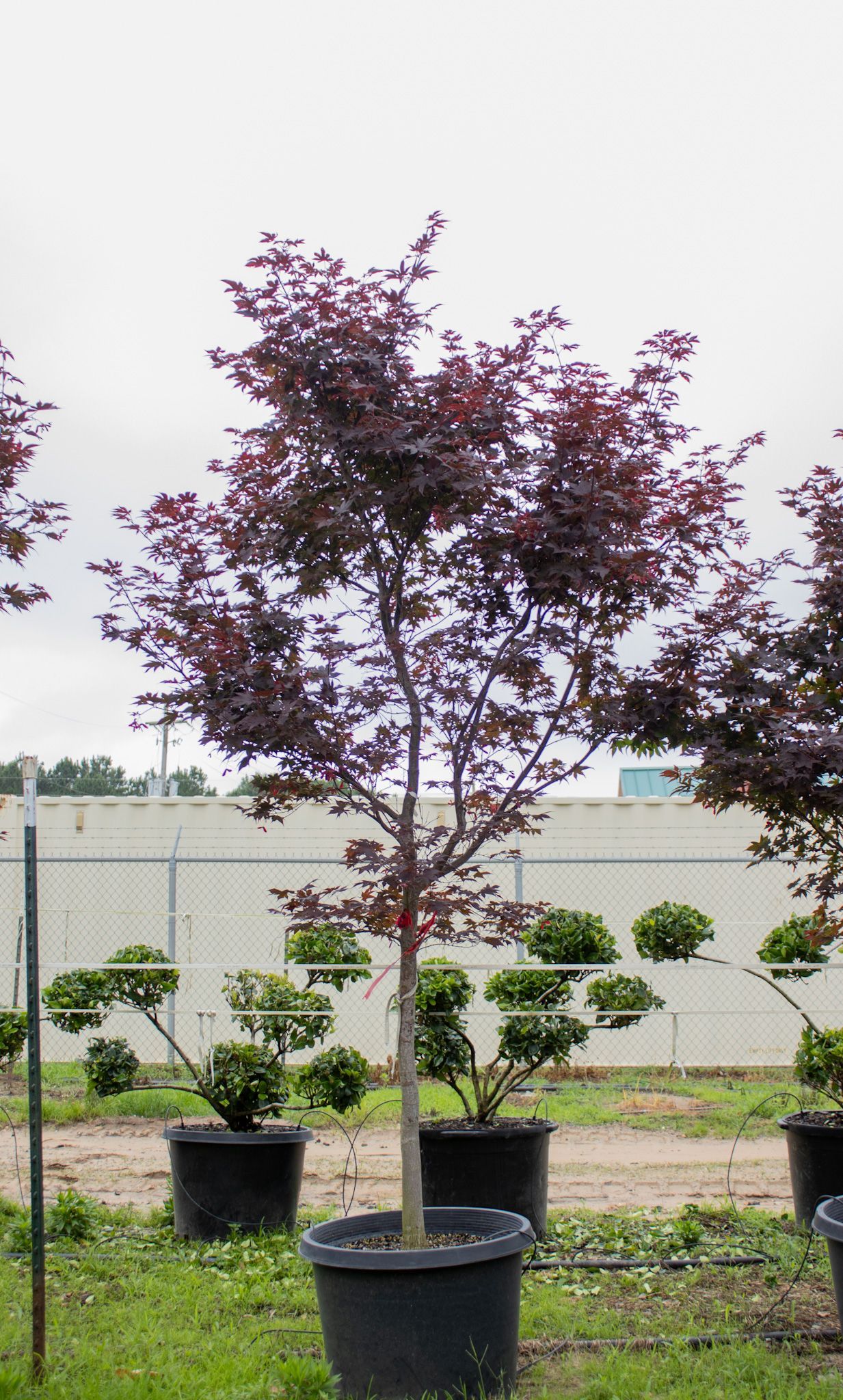 Potted purple-leaf ornamental tree standing outdoors in a nursery, with other potted shrubs behind it