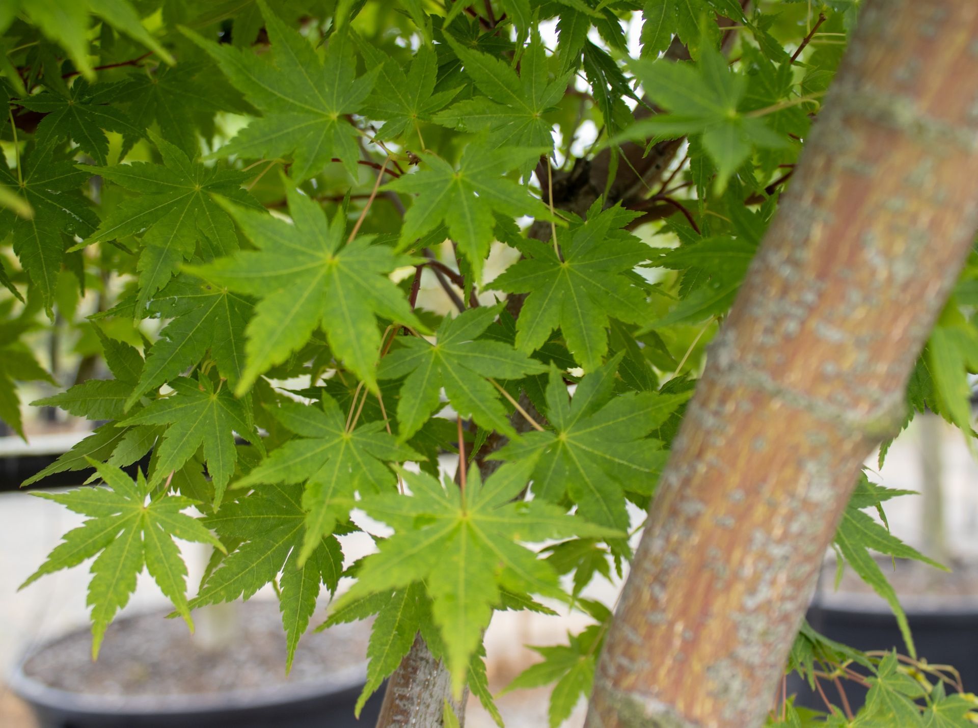 Green maple leaves beside a tree trunk in a garden pot