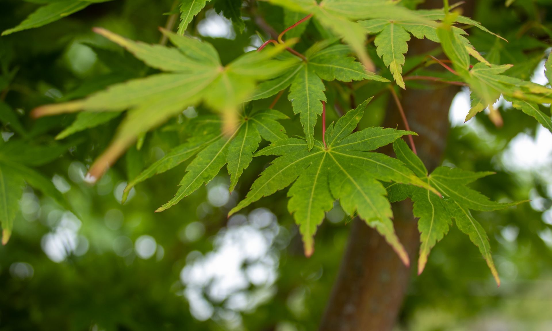 Green maple leaves on a tree branch against a blurred background