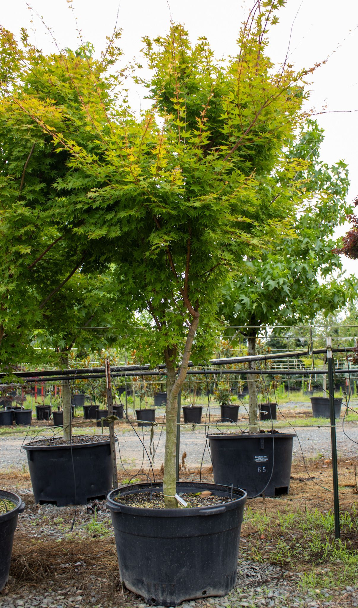 Potted ornamental tree with green-yellow foliage in a nursery row outdoors