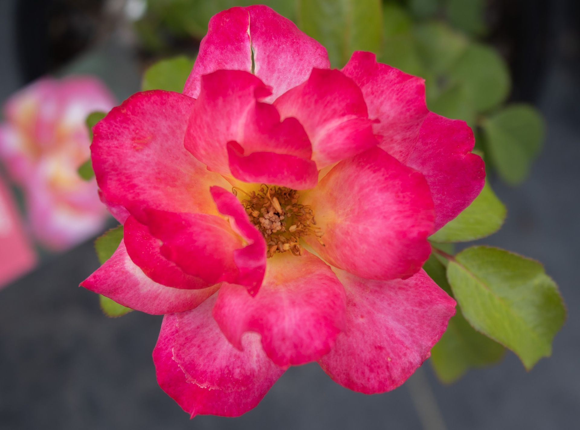 Bright pink rose blossom with green leaves against a soft blurred background