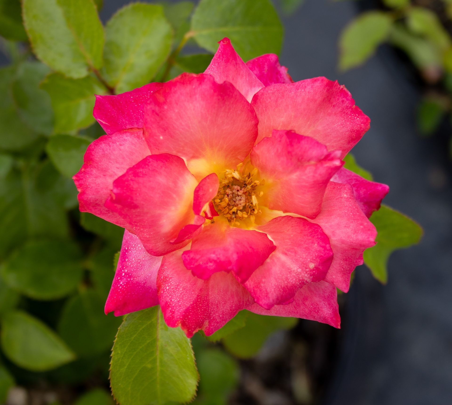 Pink rose bloom with yellow center against green leaves