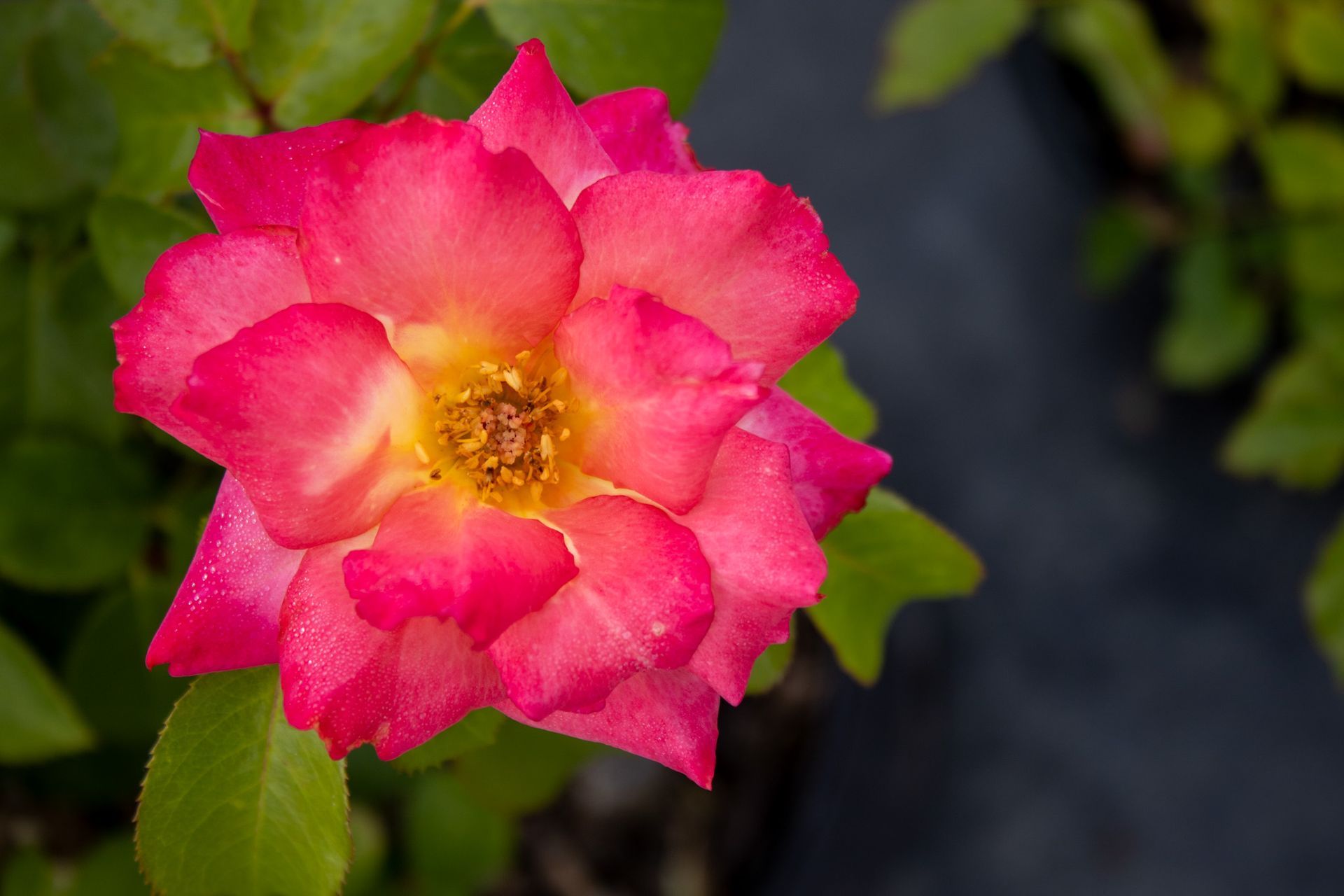 Pink rose with yellow center against a dark green blurred background