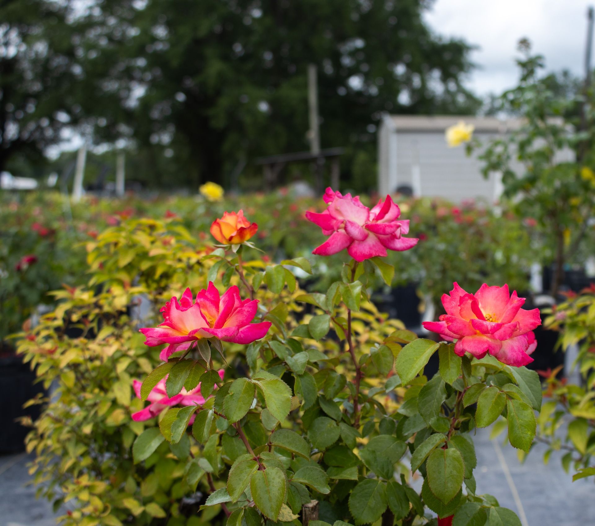 Pink roses blooming in a garden with green foliage and a blurred background
