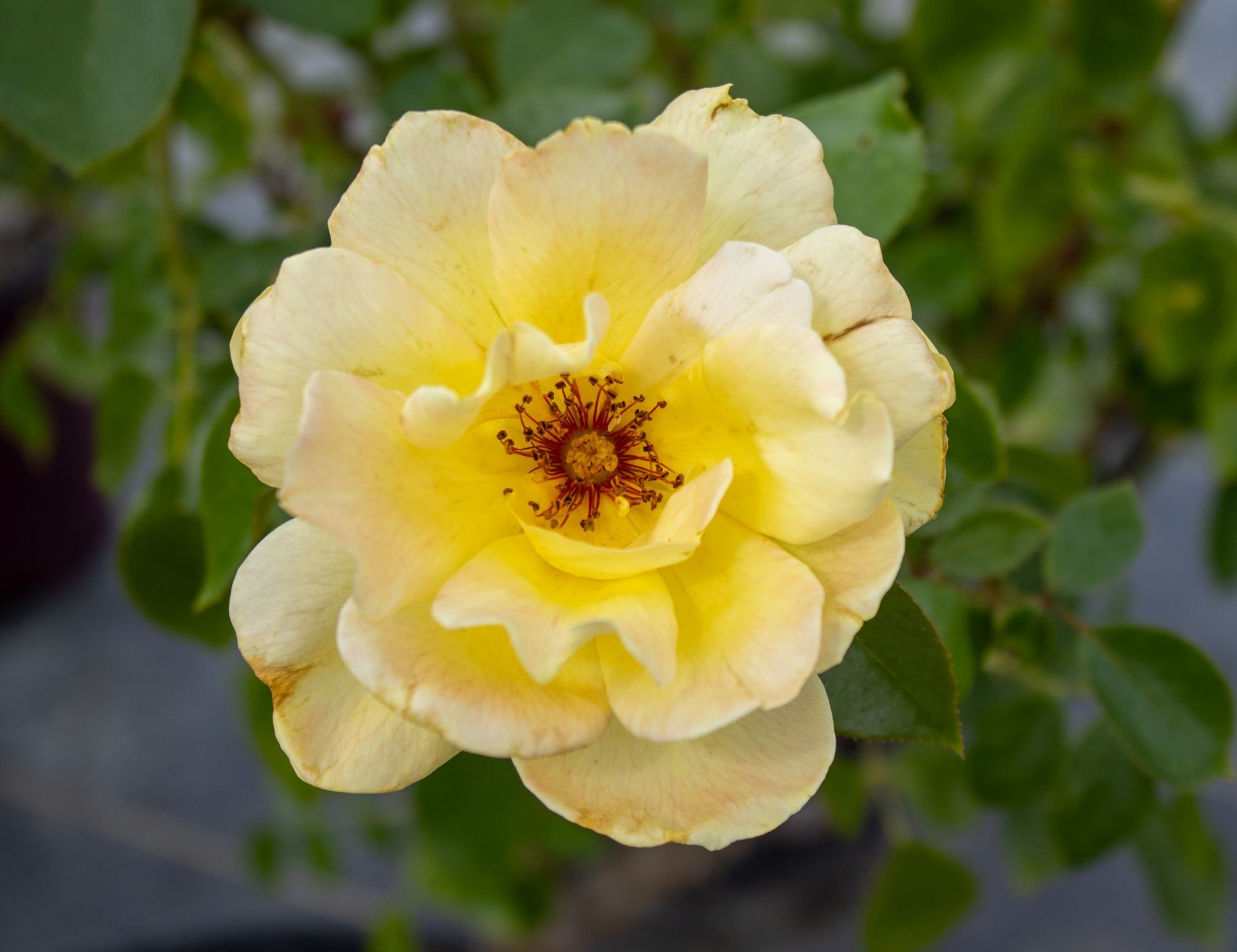 Pale yellow rose in bloom with a dark center against a green leafy background