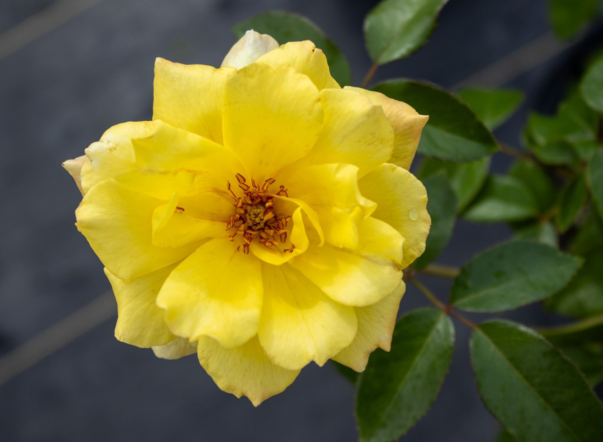 Yellow flower blossom with green leaves against a dark background