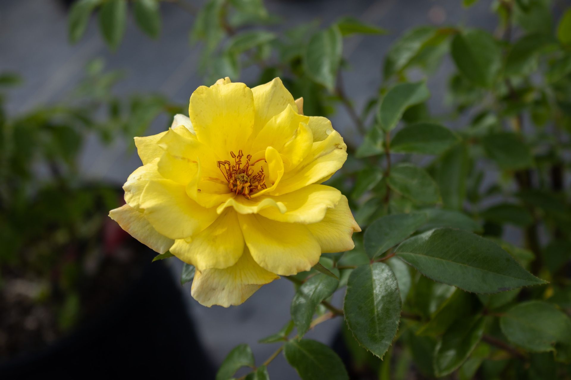 Yellow rose in bloom with green leaves against a blurred garden background