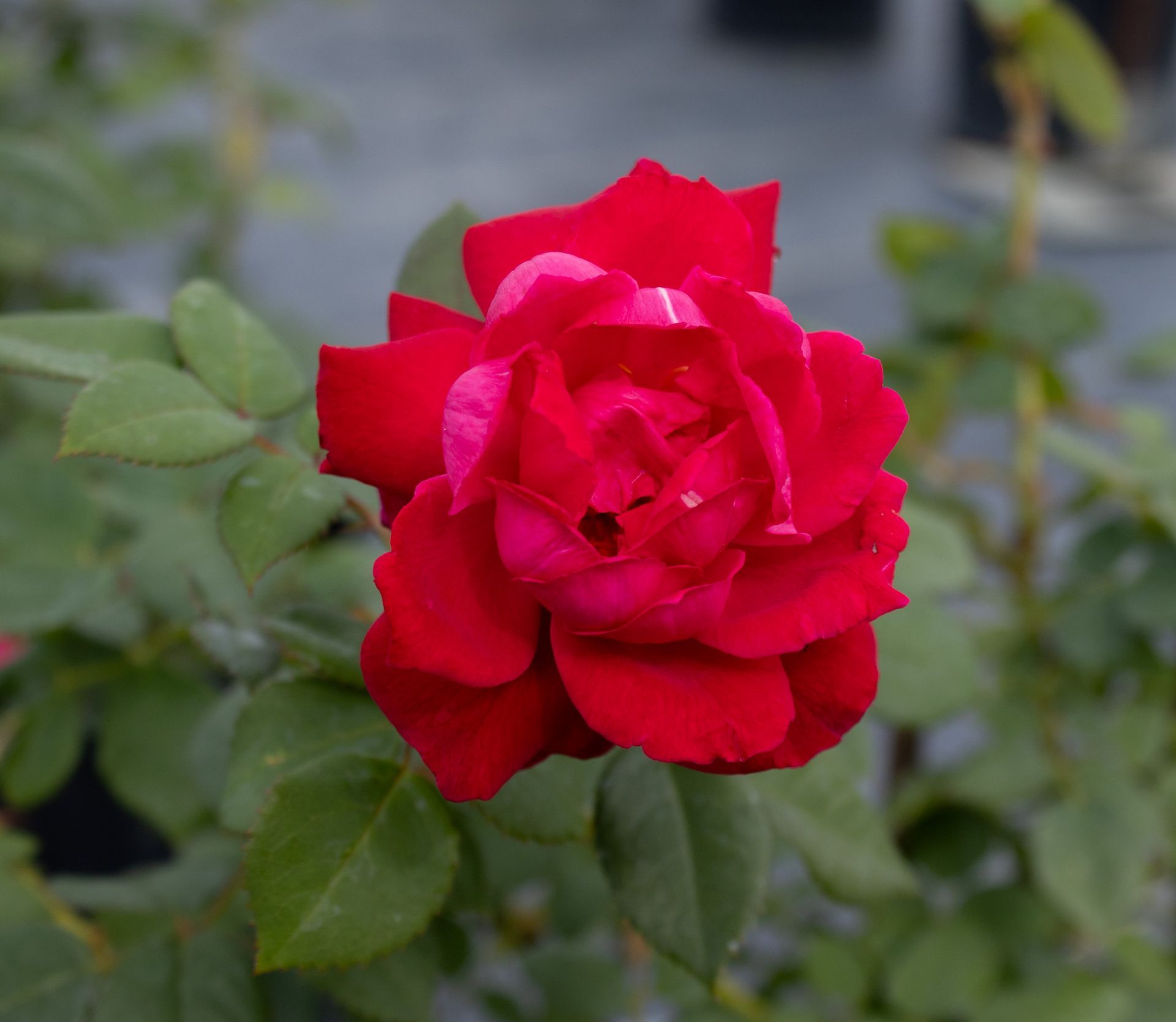 Close-up of a vibrant red rose blooming against soft green leaves.
