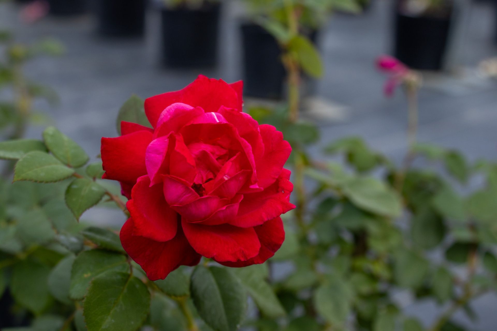 Red rose blooming in a garden with green leaves and blurred flowers in the background
