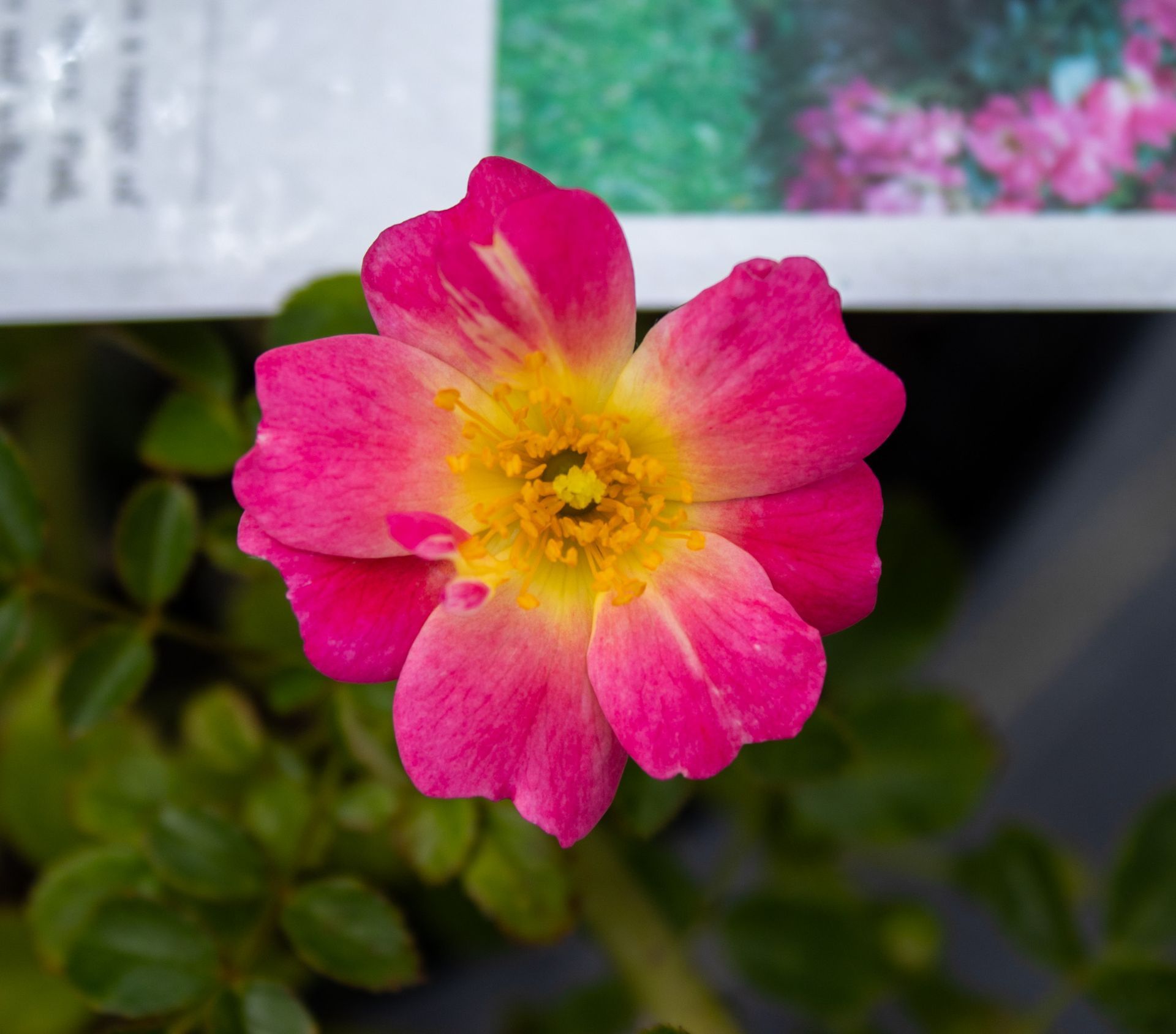 Pink-and-yellow flower blooming against a blurred garden background