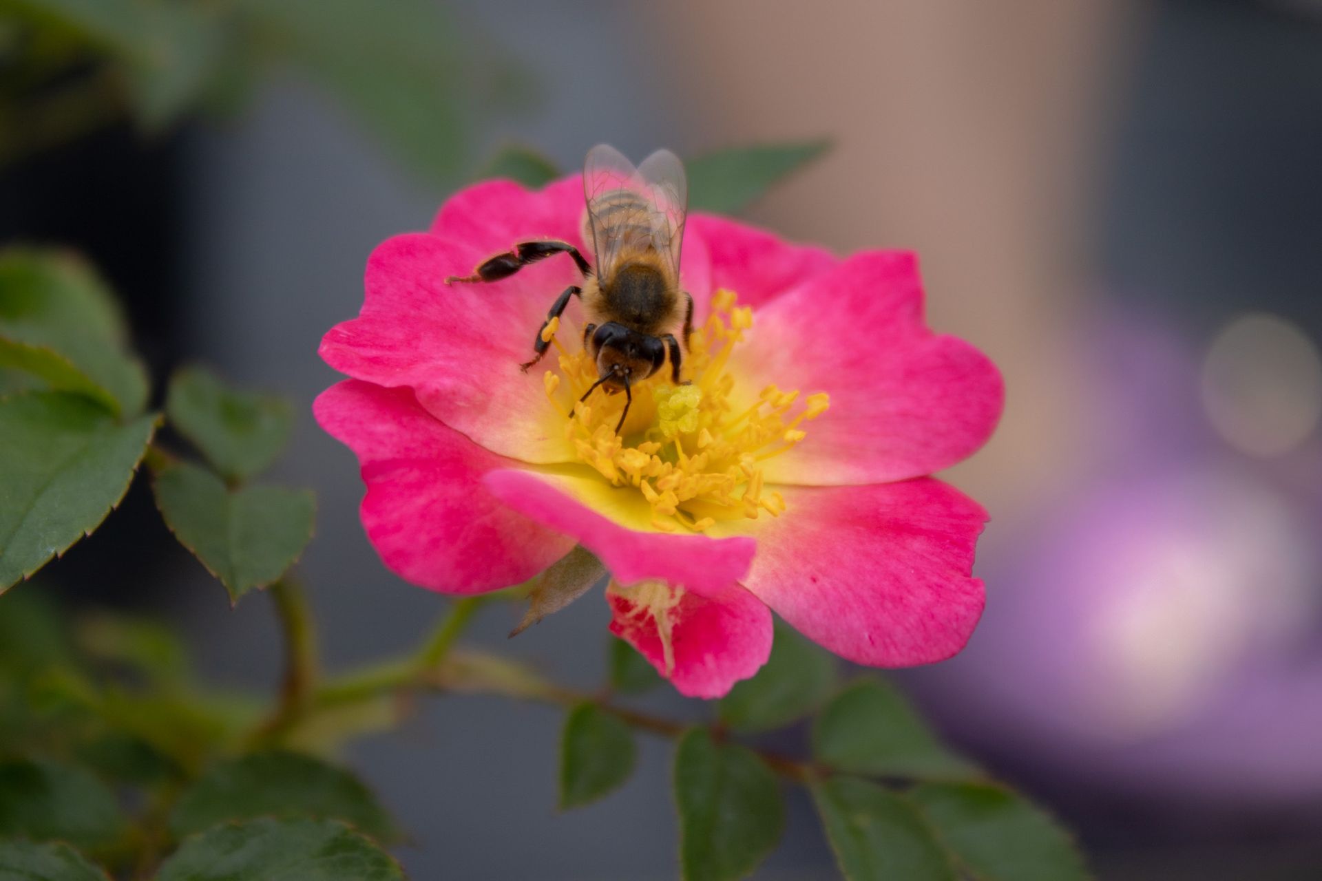 Bee on bright pink flower with yellow center