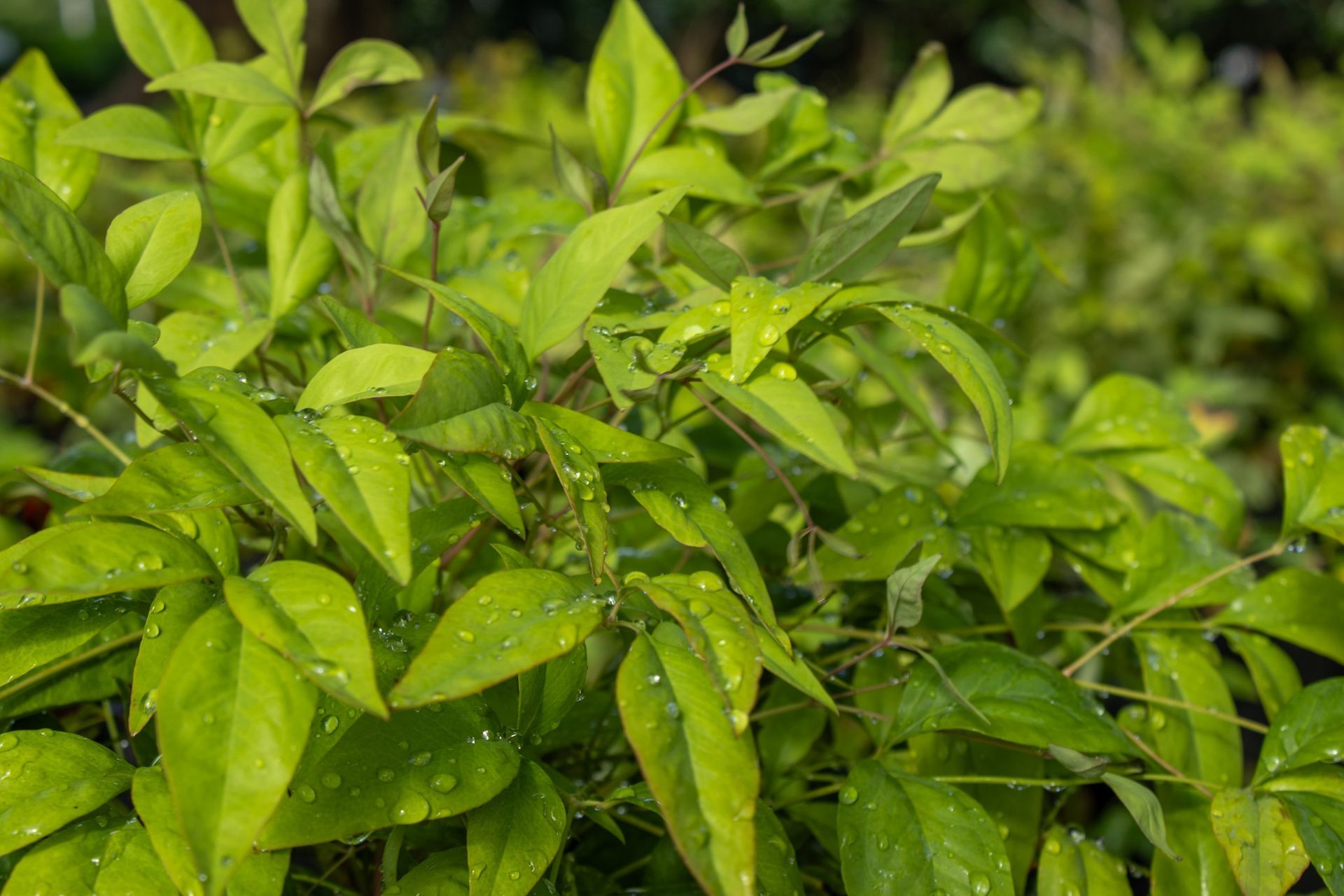Close-up of bright green leaves with water droplets in a lush garden