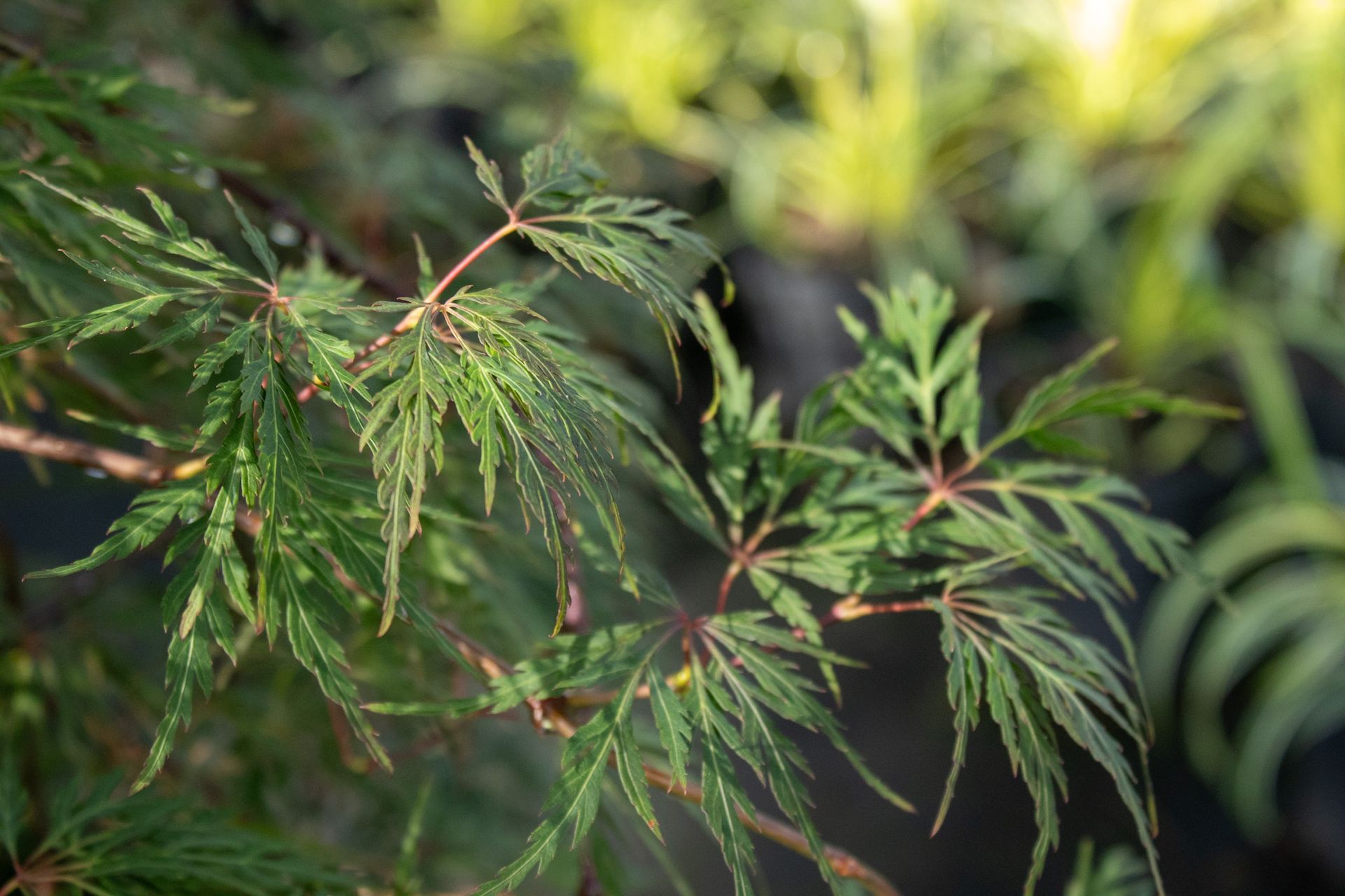 Close-up of green, feathery plant leaves with thin red stems against a blurred garden background