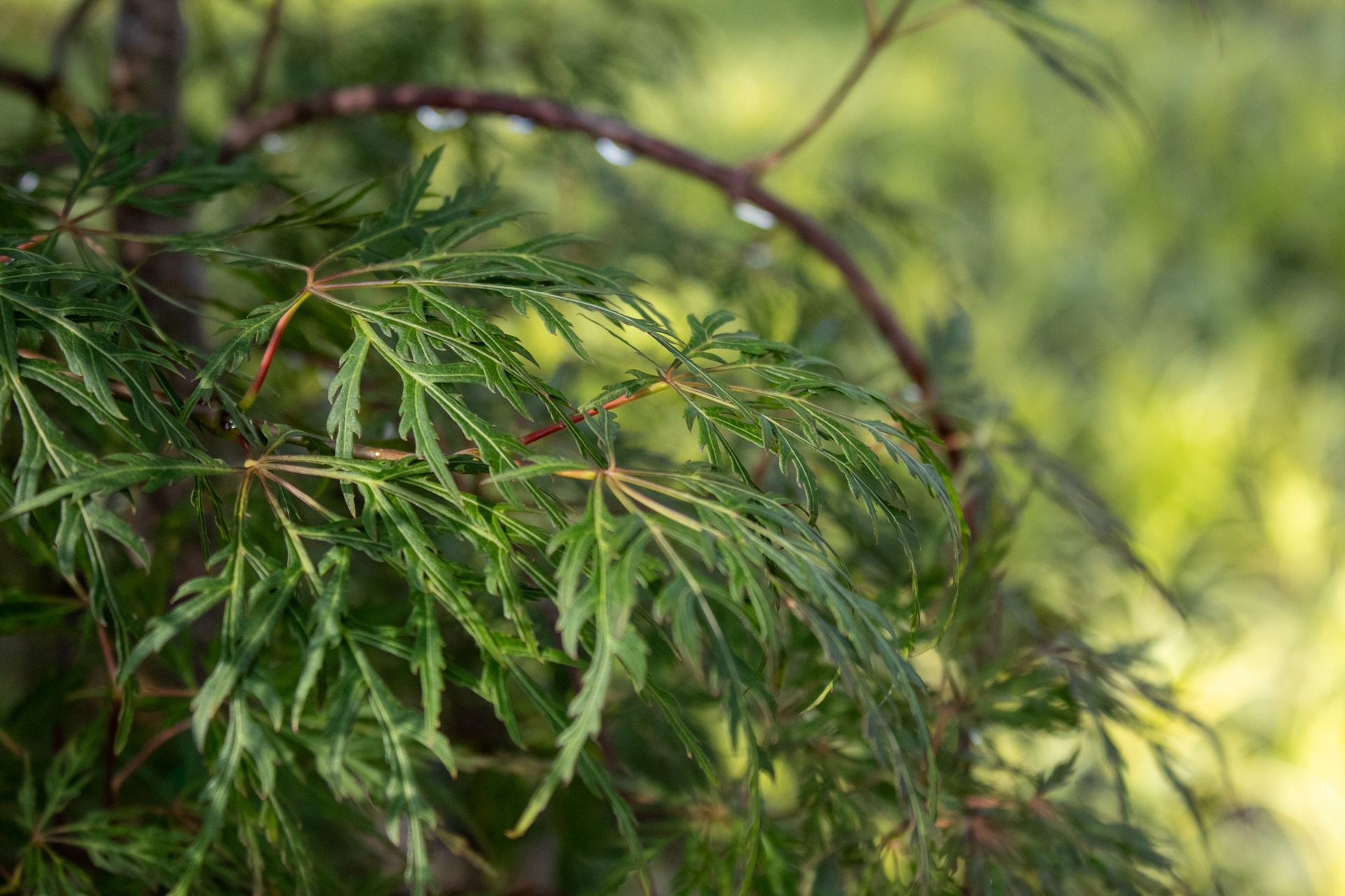 Close-up of green fern fronds with a soft, blurred background