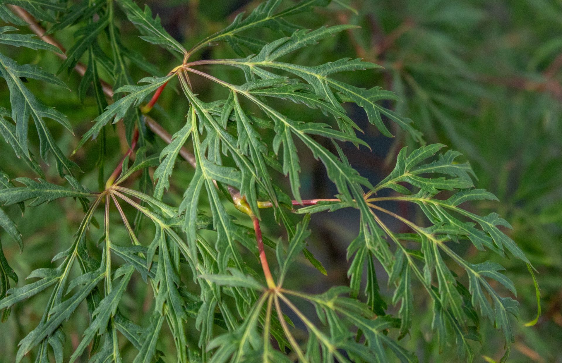 Close-up of green, feathery leaves with red stems on a dark background