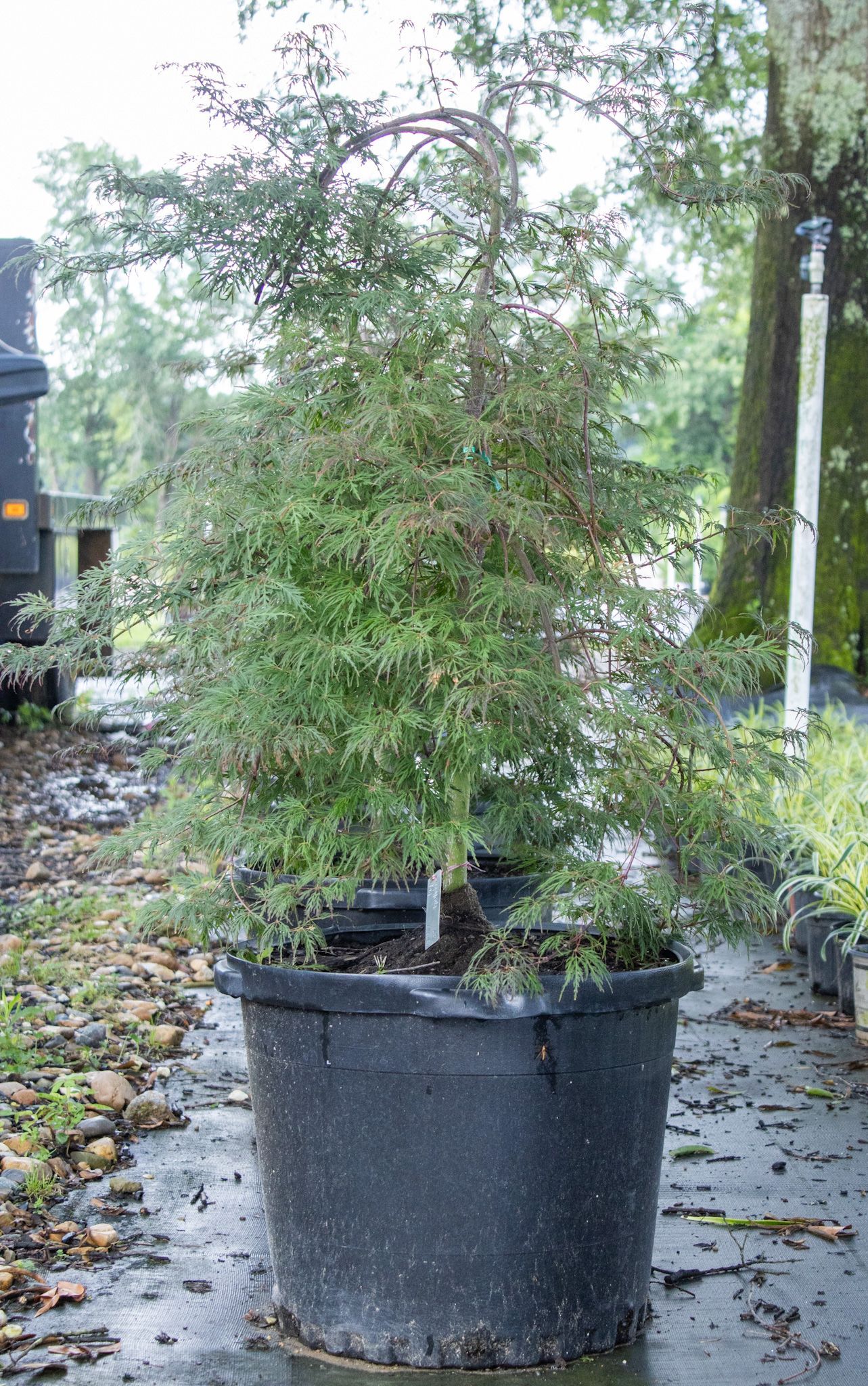 Potted shrub in a black nursery pot on a wet outdoor walkway, with a garden bench nearby