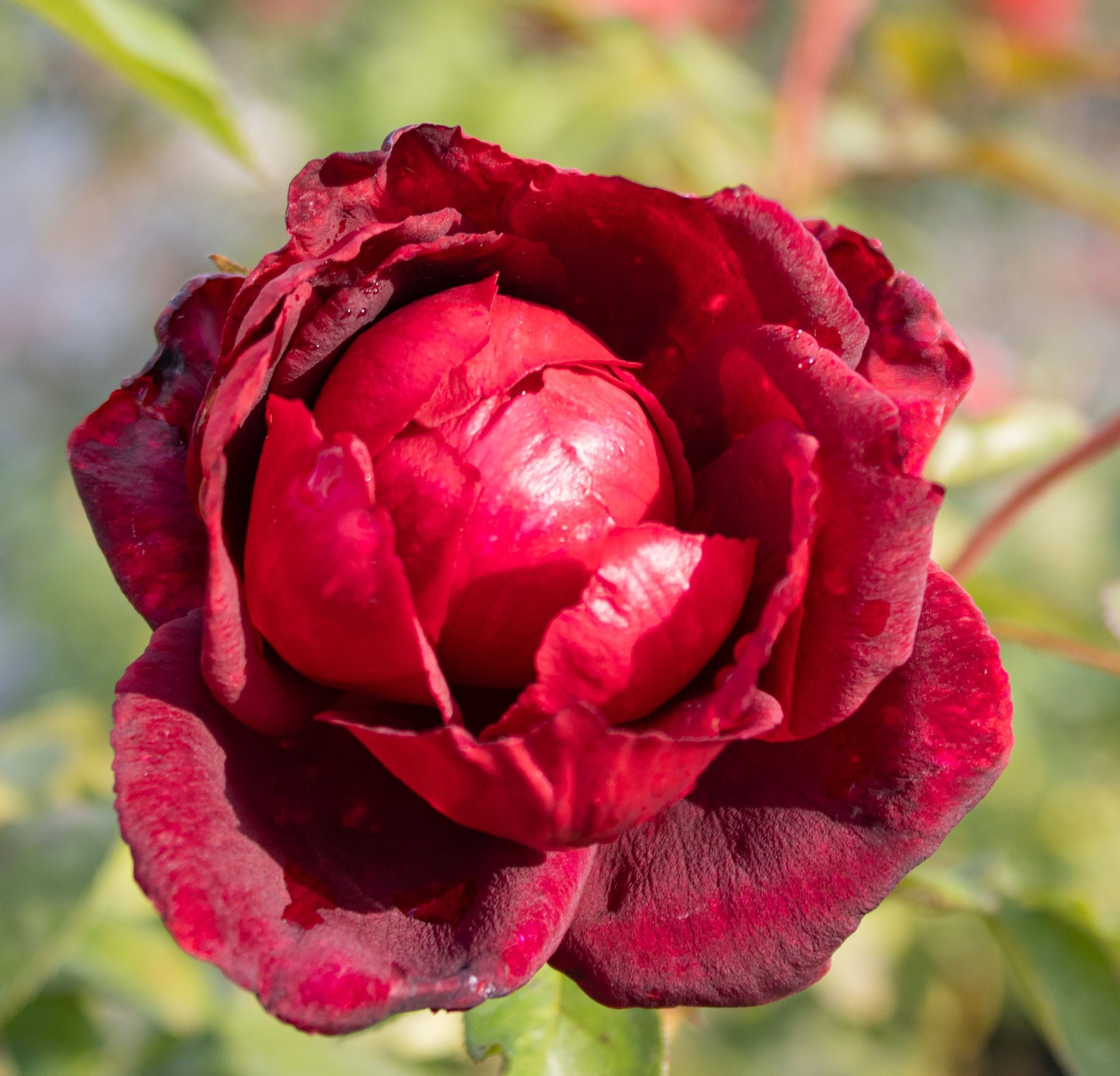 Close-up of a deep red rose in bloom against a softly blurred background