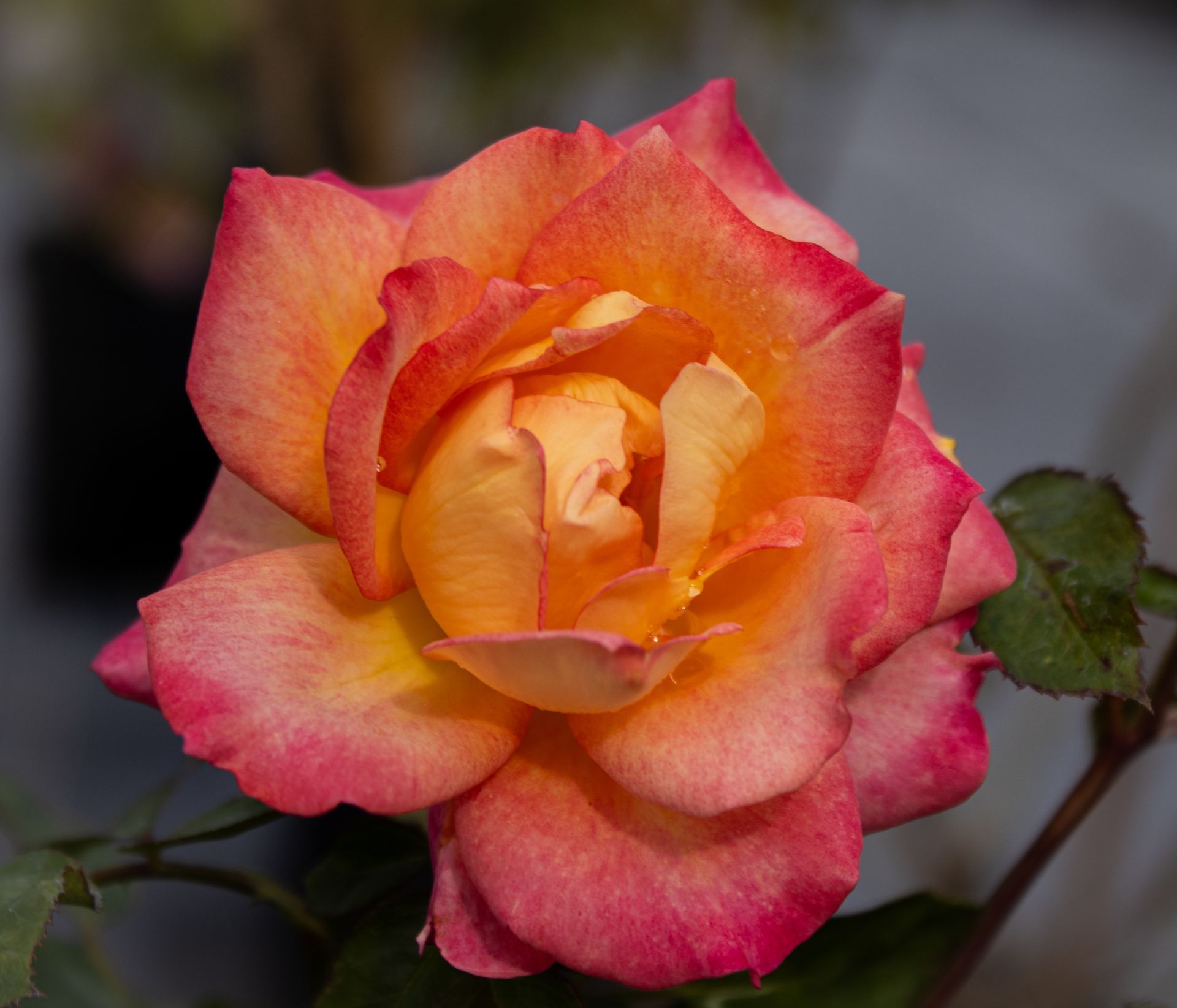 Close-up of a peach and pink rose bloom against a blurred dark background.
