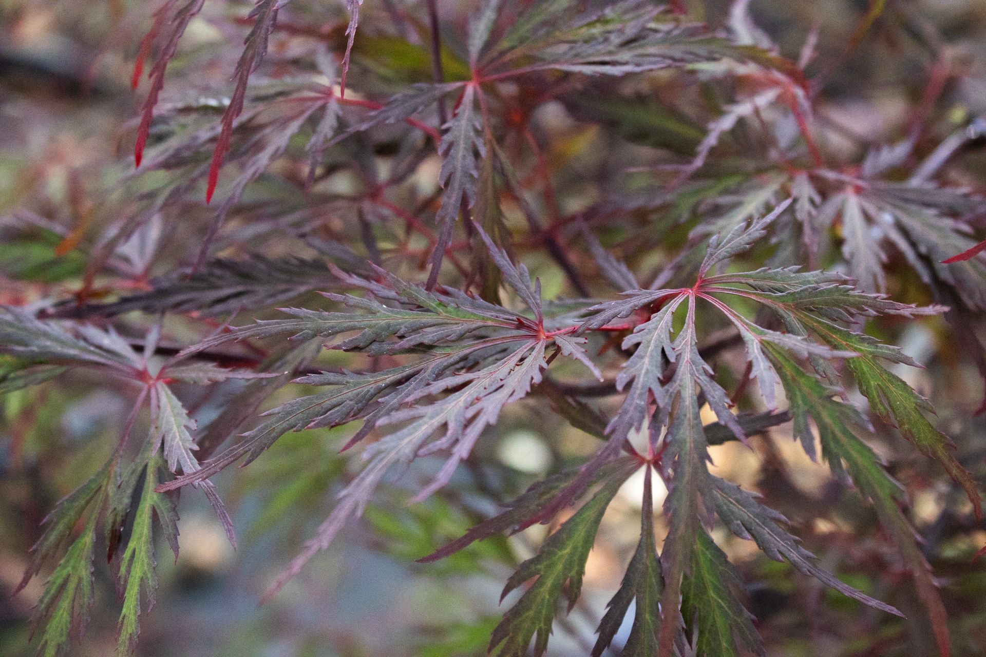 Close-up of delicate burgundy and green maple leaves with a blurred background