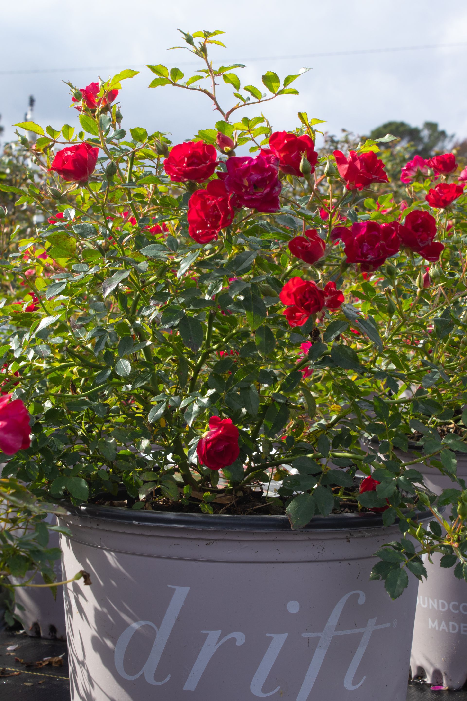 Red roses blooming in a large gray planter outdoors under a bright sky
