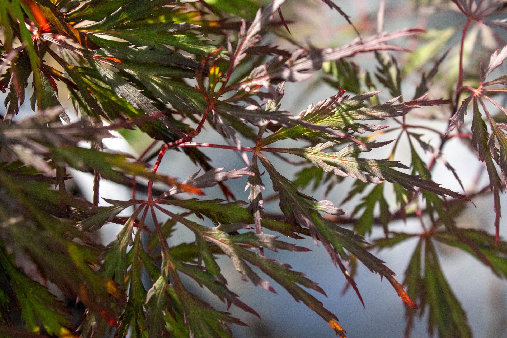 Close-up of green and red Japanese maple leaves against a blurred garden background