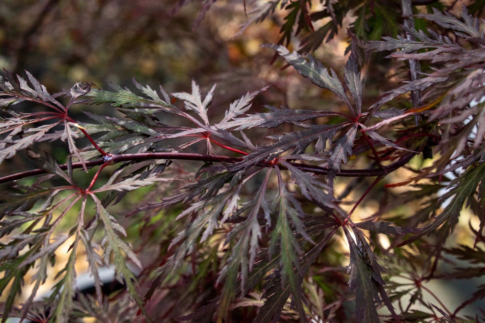 Close-up of dark burgundy and green Japanese maple leaves with a blurred garden background