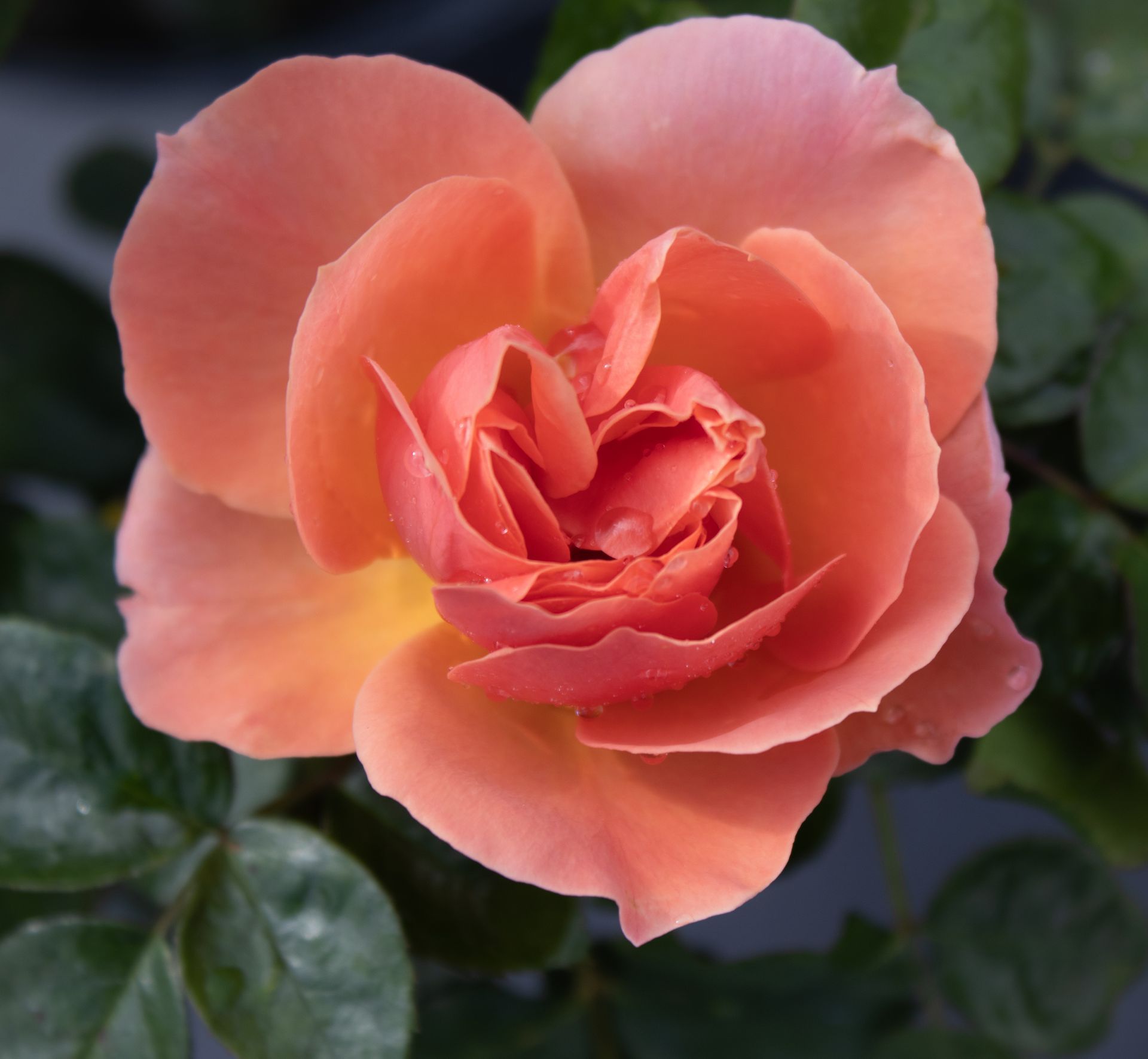 Close-up of a peach-pink rose bloom with layered petals against dark green leaves