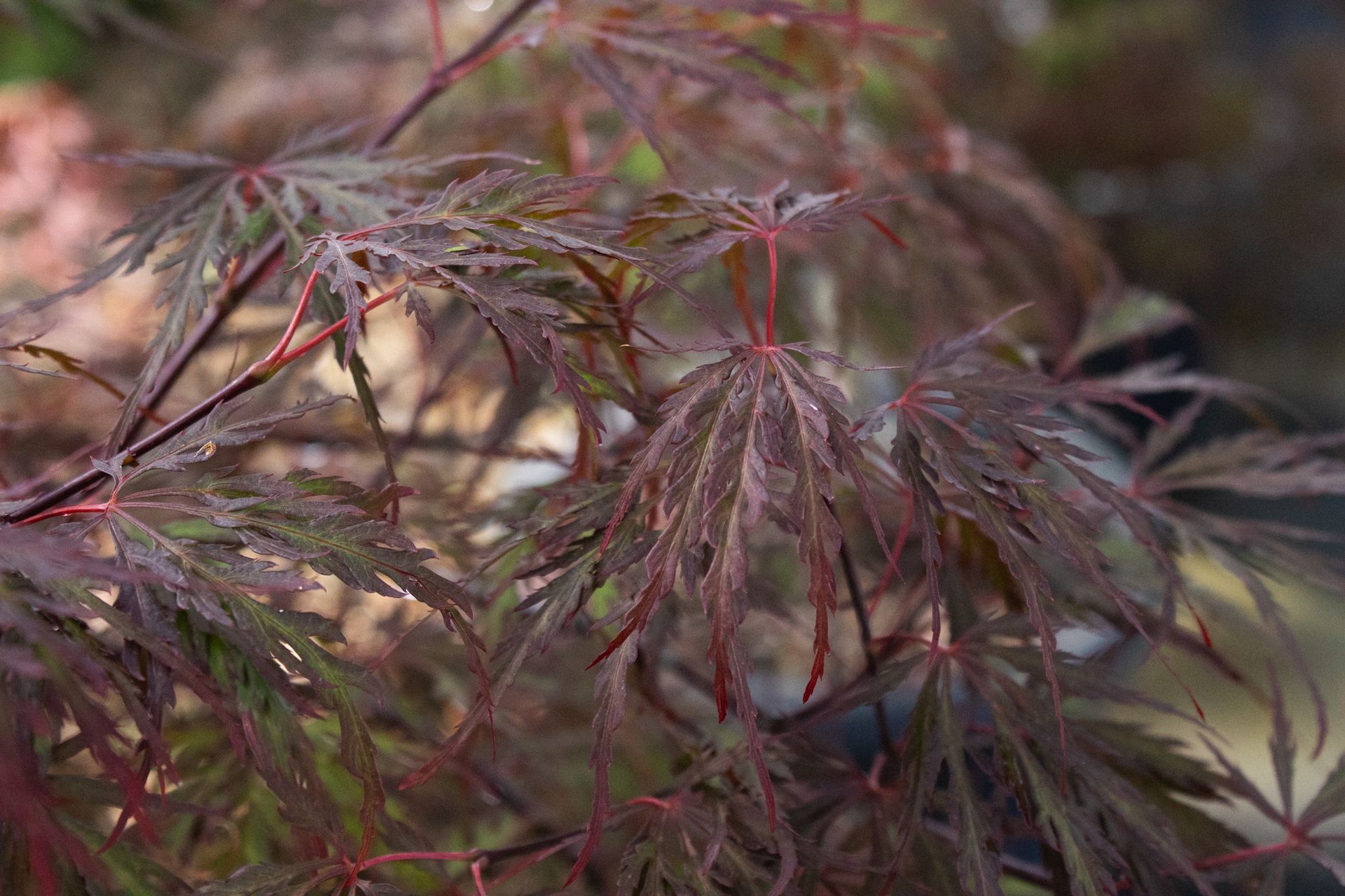 Close-up of delicate red and green Japanese maple leaves in soft focus.