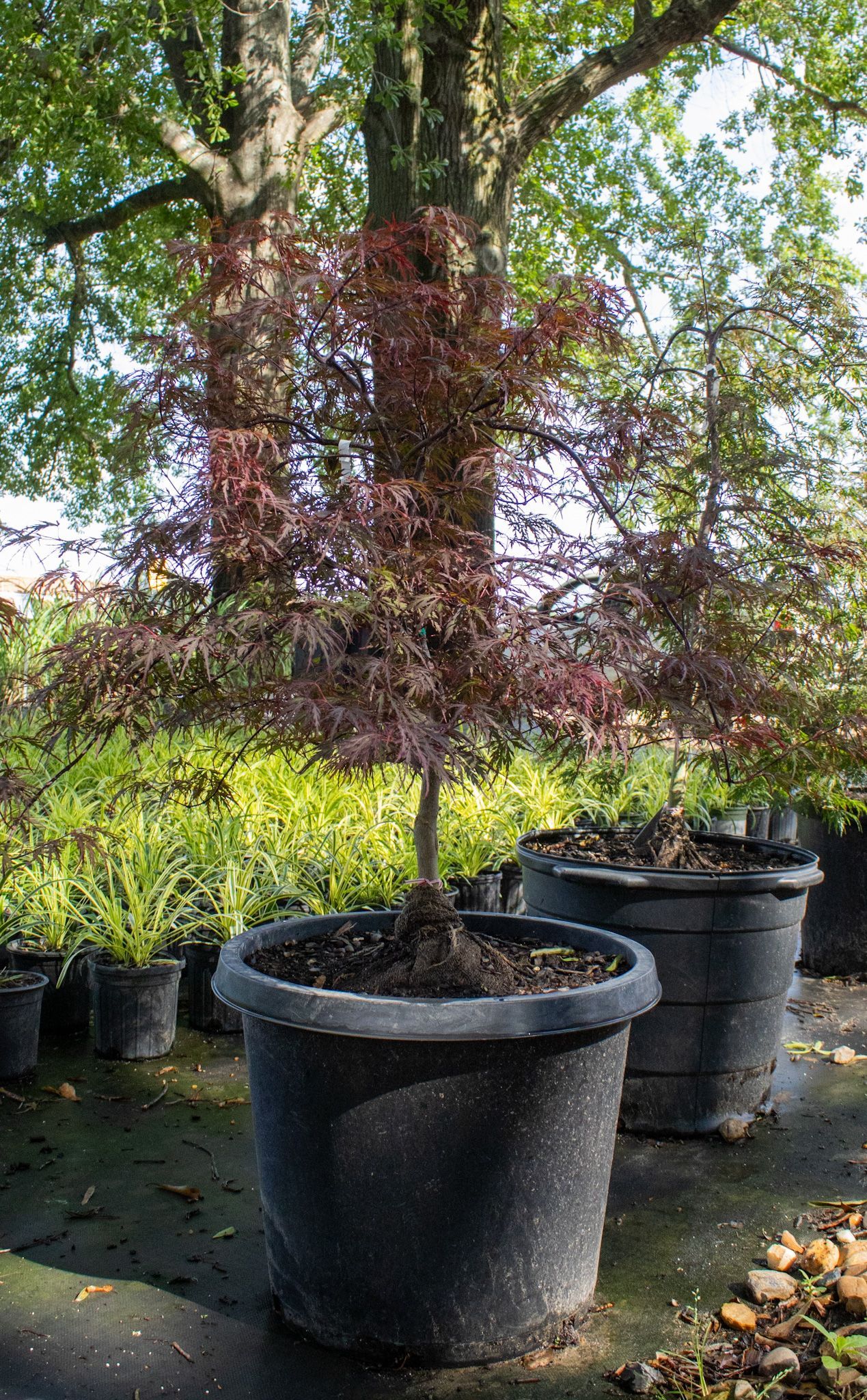 Potted ornamental tree with burgundy leaves in a nursery, with rows of plants in the background