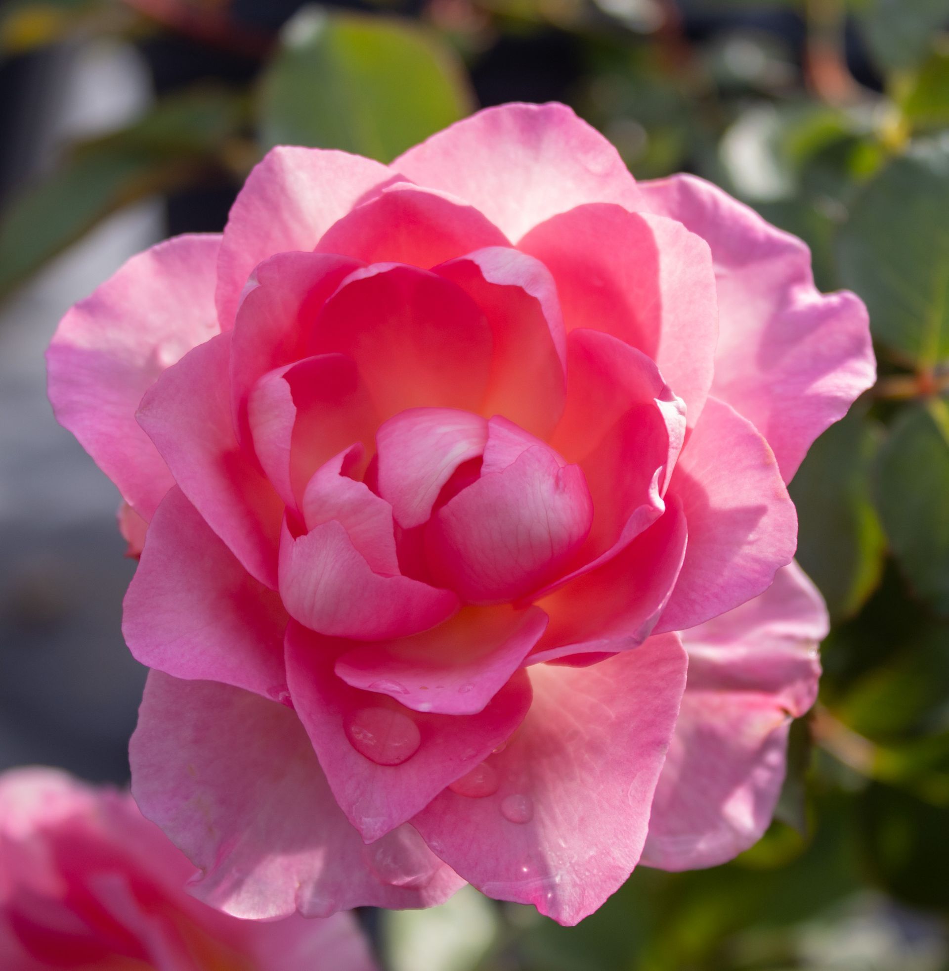 Pink rose blossom with layered petals in soft focus garden light