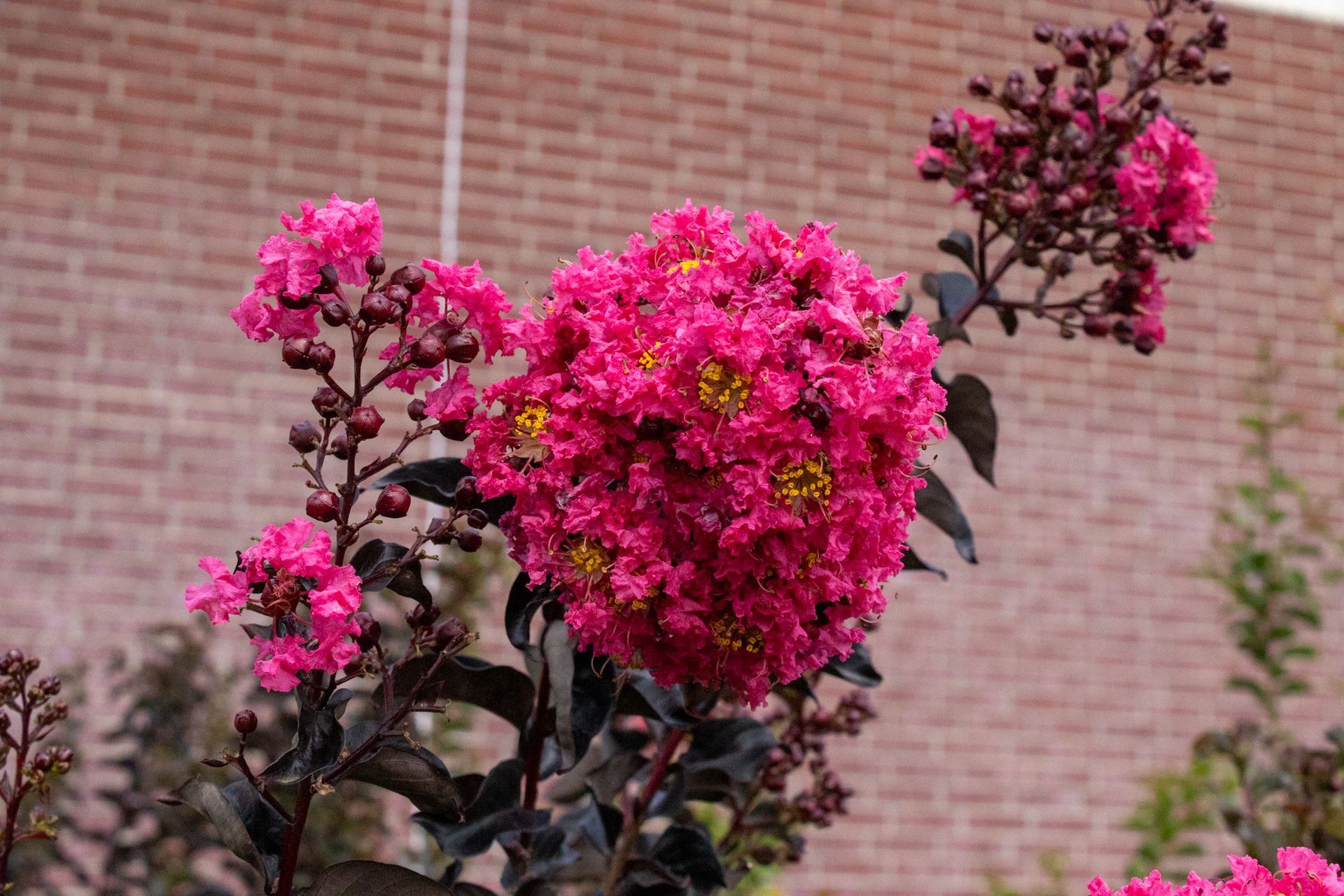Bright pink flowers blooming on a shrub against a brick wall