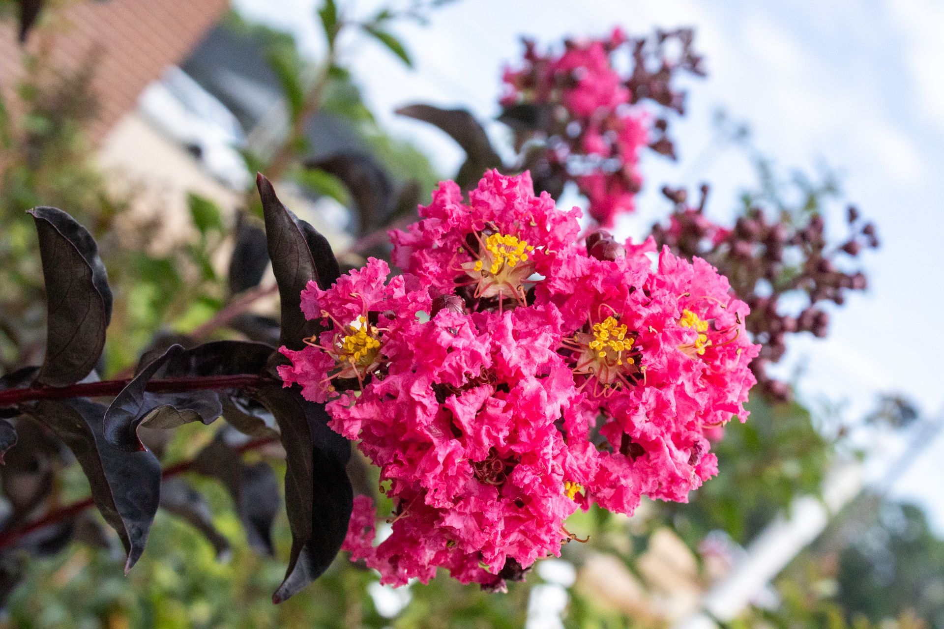 Bright pink flowers blooming on a branch against a blurred sky and foliage background