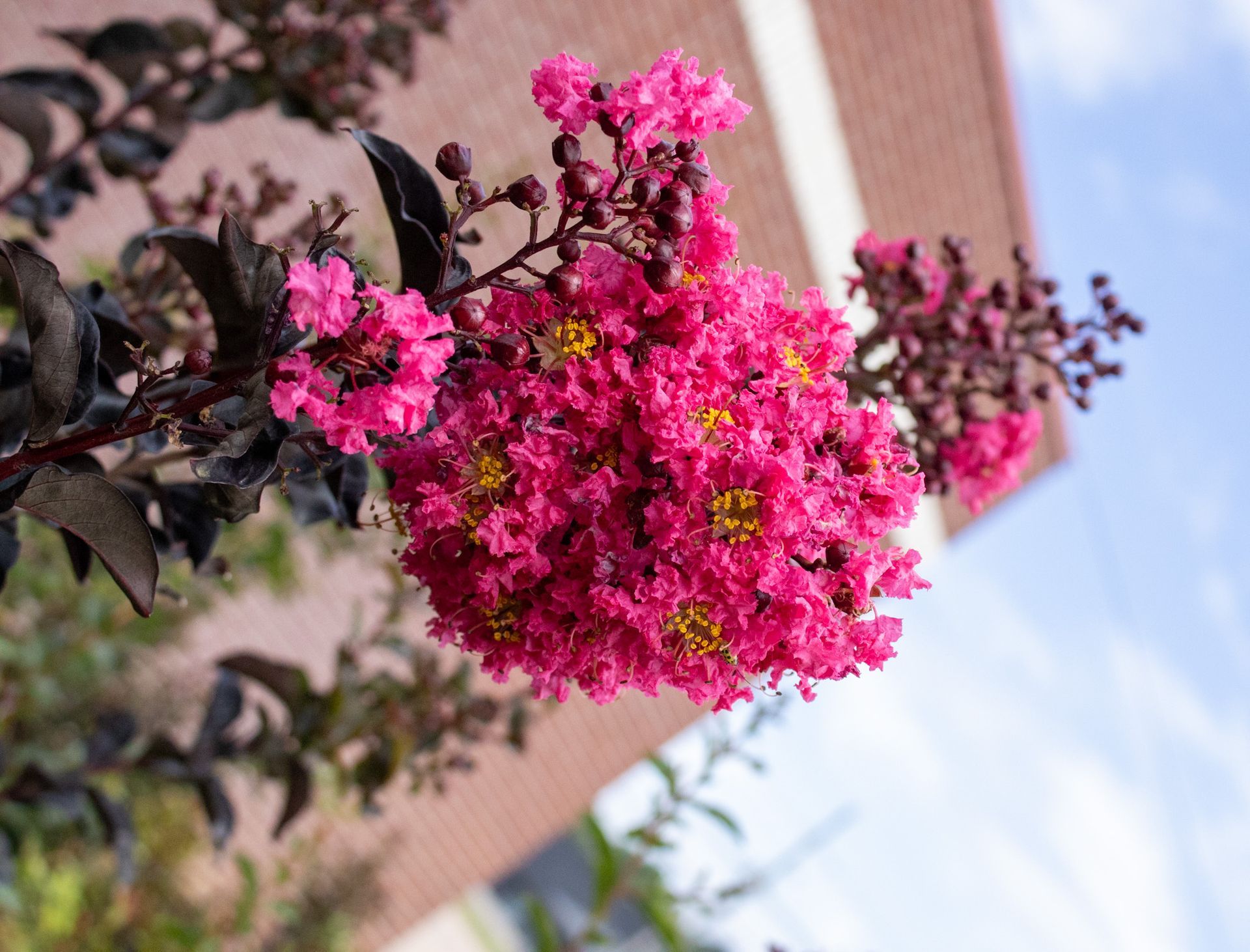 Bright pink flowers on a dark-leaved bush beside a building under a blue sky.