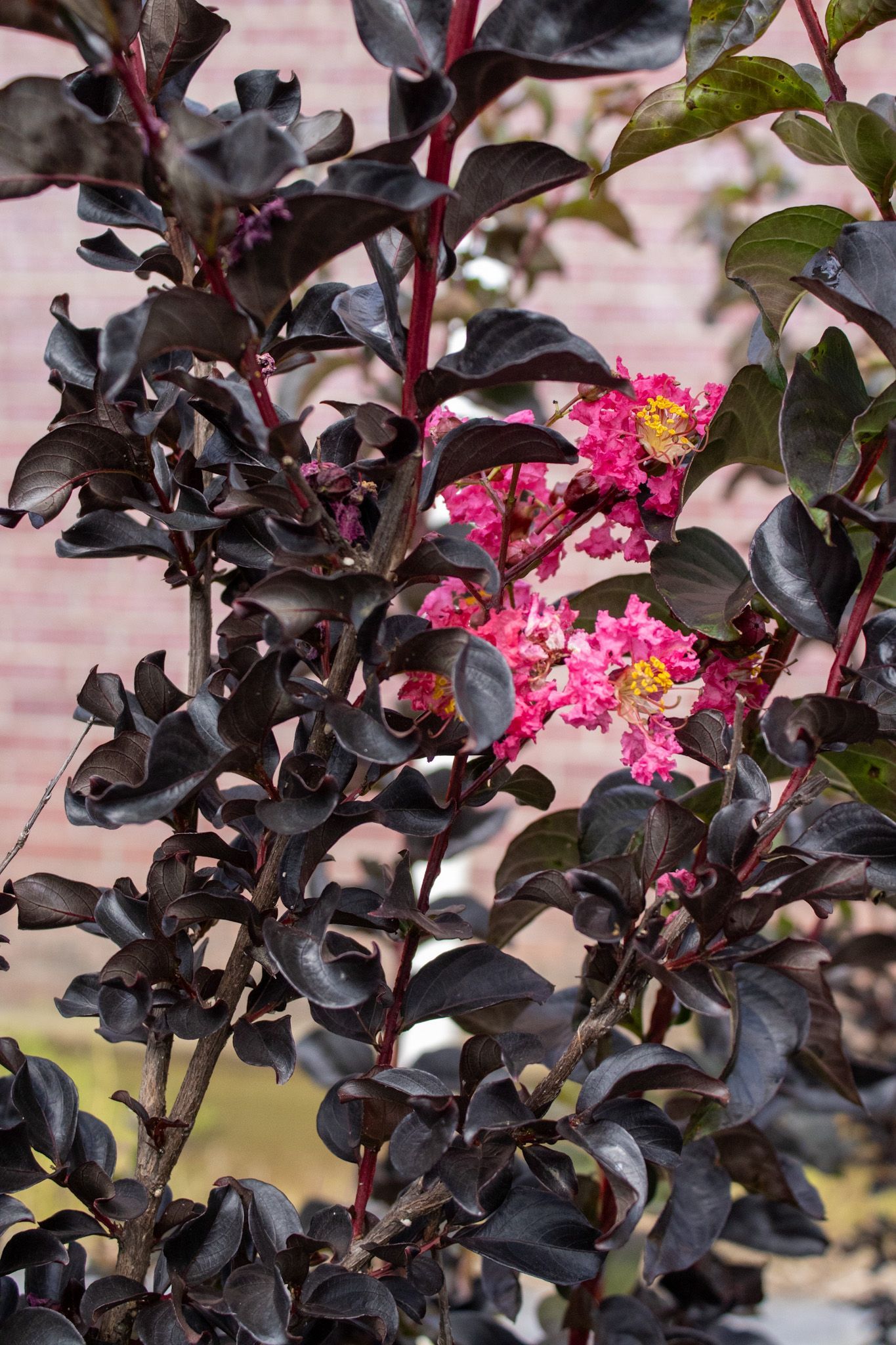 Dark-leaved shrub with bright pink flowers outdoors
