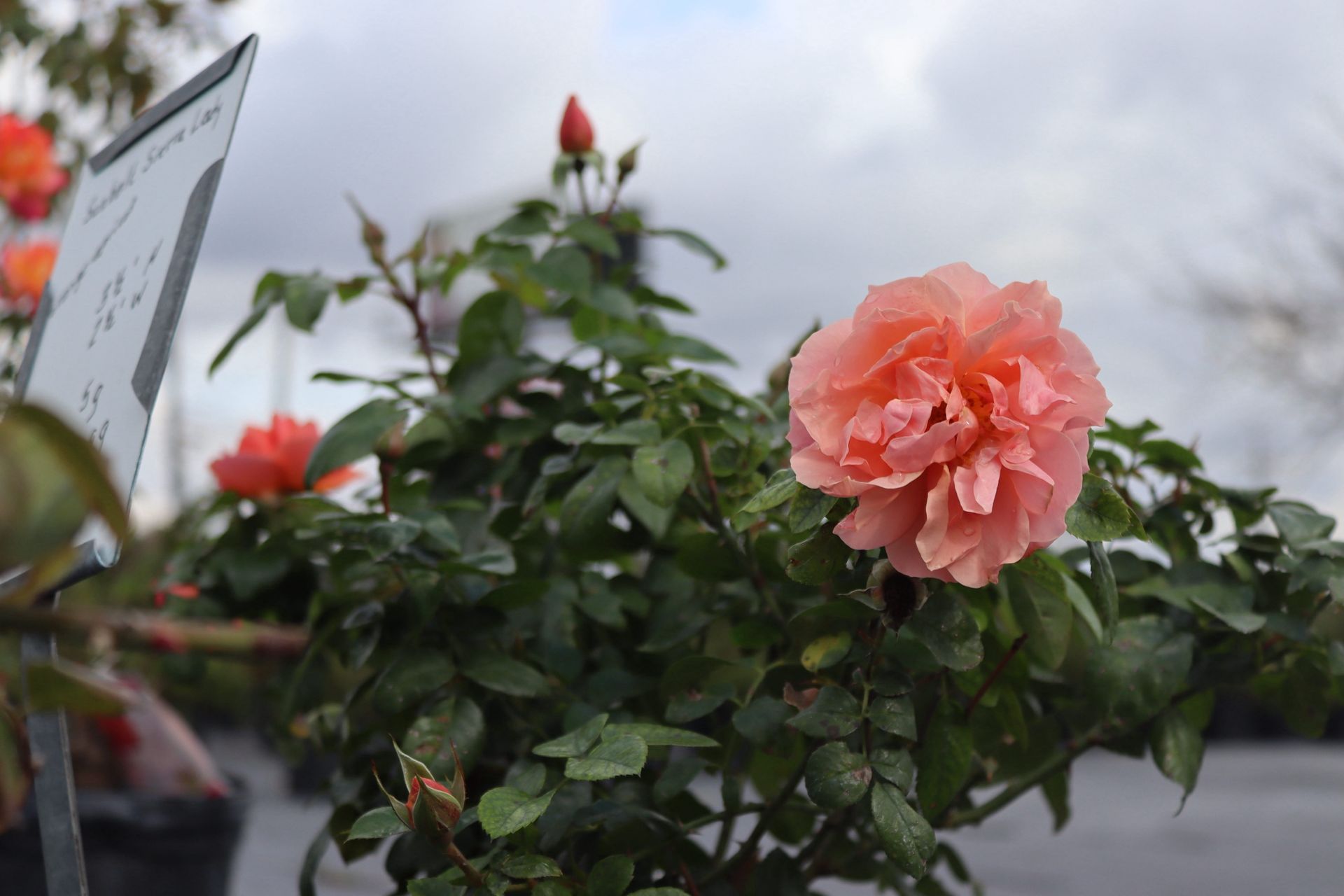 Pink rose bloom on a leafy bush beside a street sign under a cloudy sky