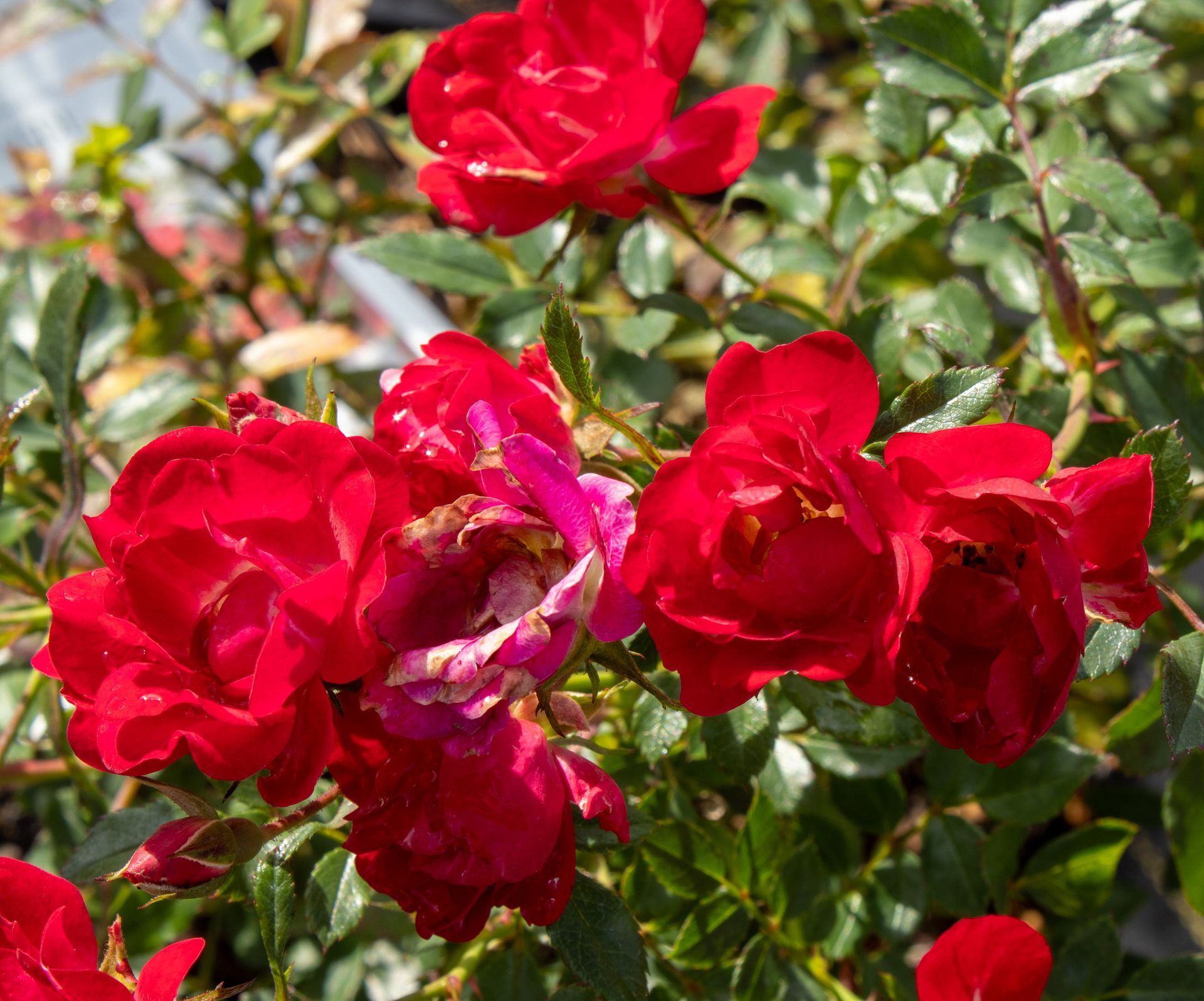 Cluster of bright red roses blooming among green leaves in sunlight