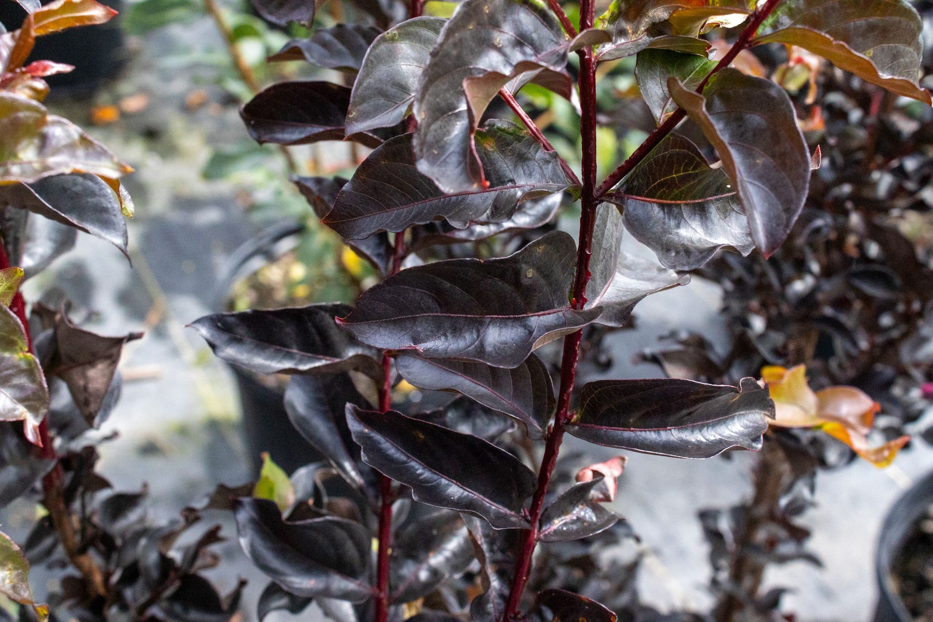 Dark purple-leaved plant with glossy leaves in a close-up garden view
