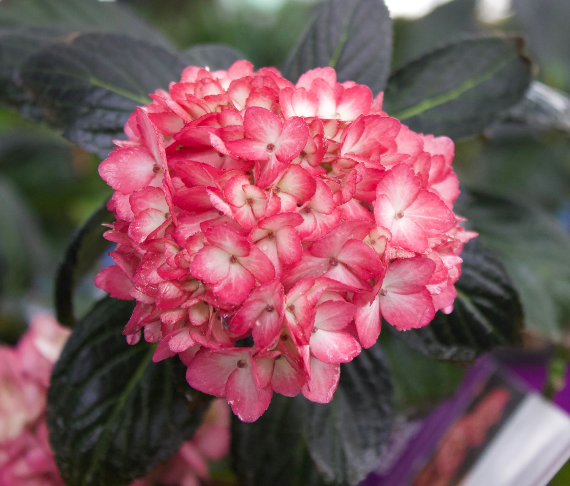 Pink flower cluster with dark green leaves in a garden