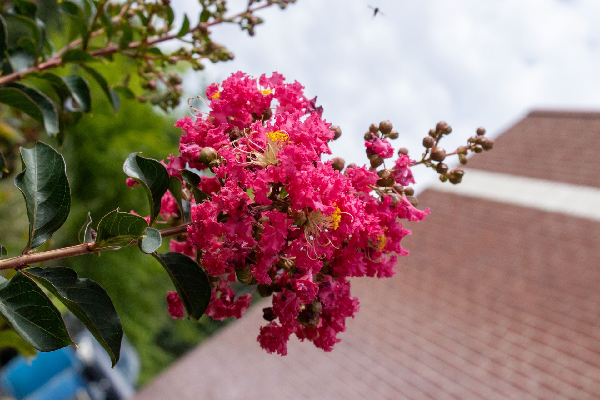 Bright pink flowers on a branch with green leaves against a blurred brick building background