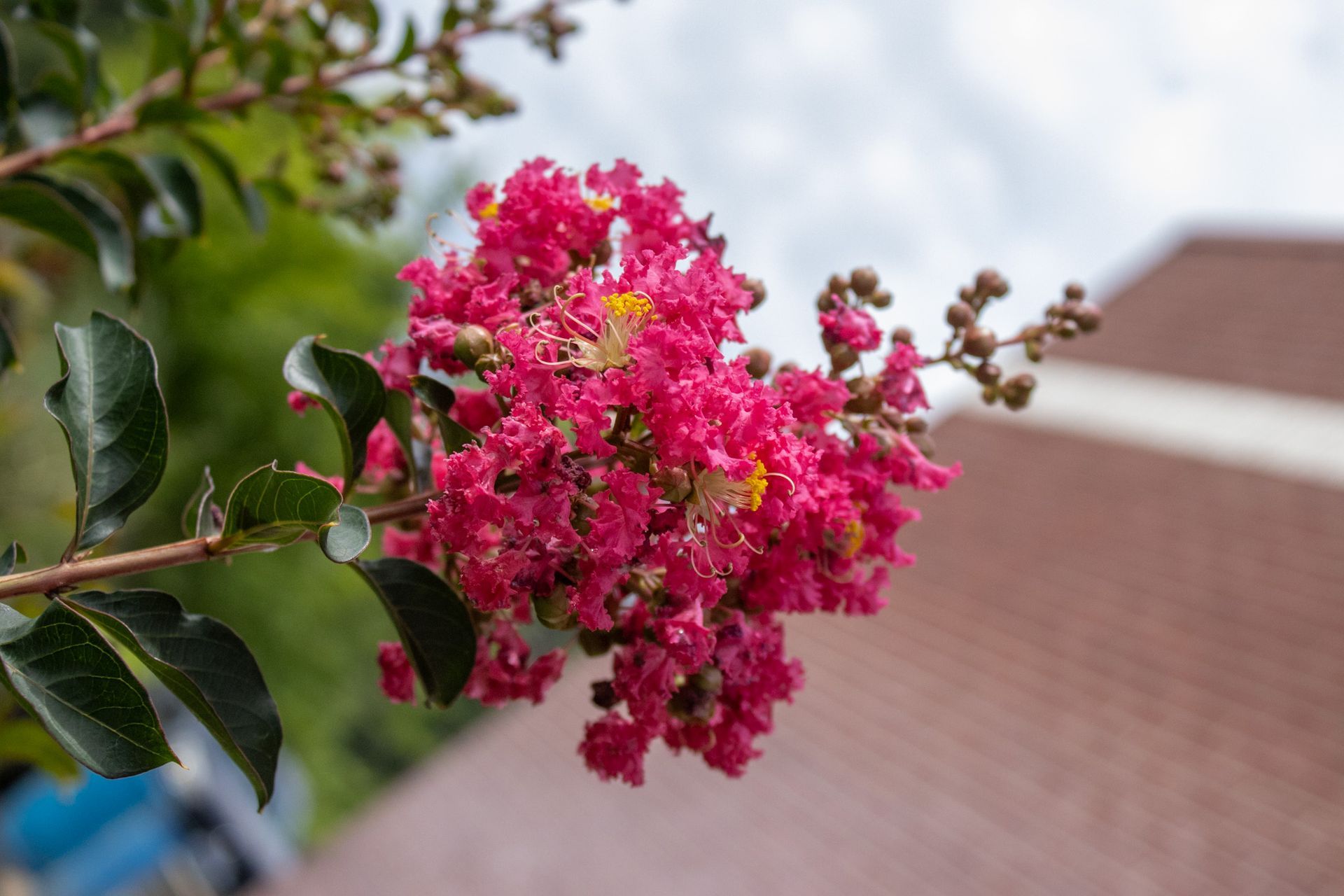 Bright pink crepe myrtle blossoms on a branch with a blurred brick building in the background