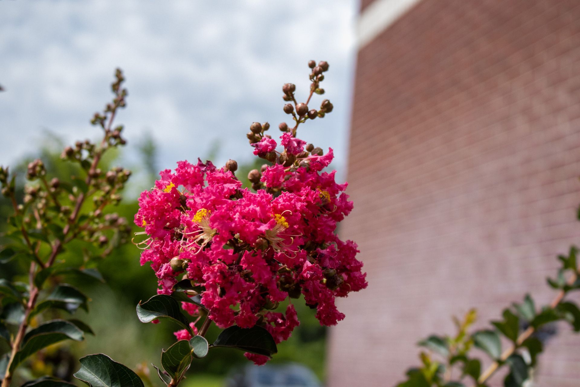 Bright pink flowers blooming on a branch outdoors, with a blurred brick wall in the background