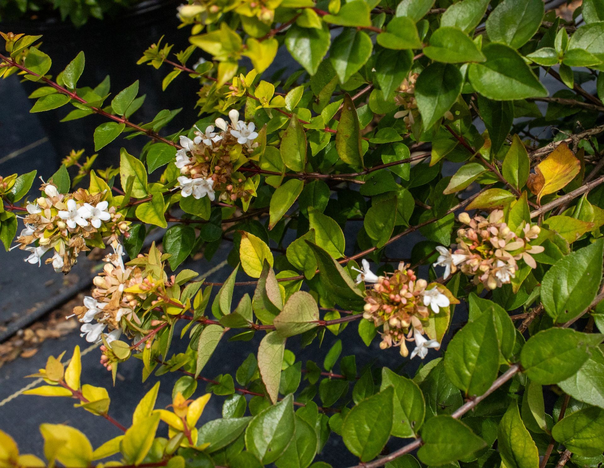 Flowering green shrub with white blossoms and some yellowing leaves beside pavement