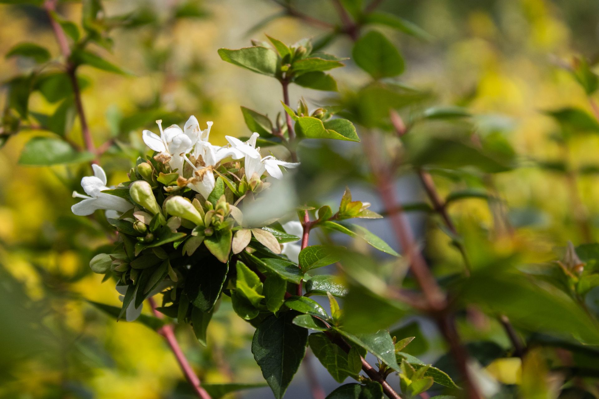 White flowers and green leaves on a branch against a soft, blurred background