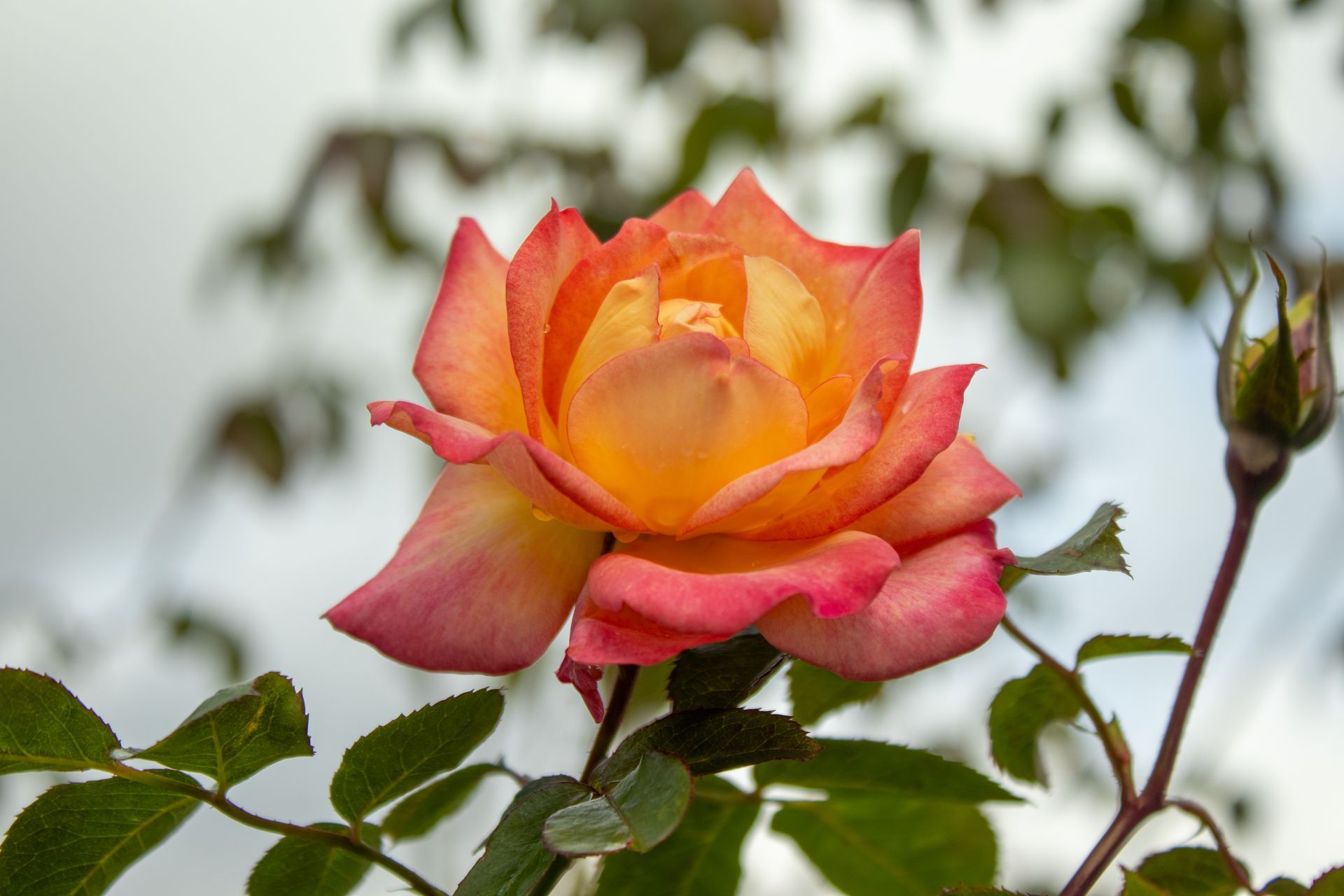 Orange and pink rose bloom with a bud against a blurred garden background