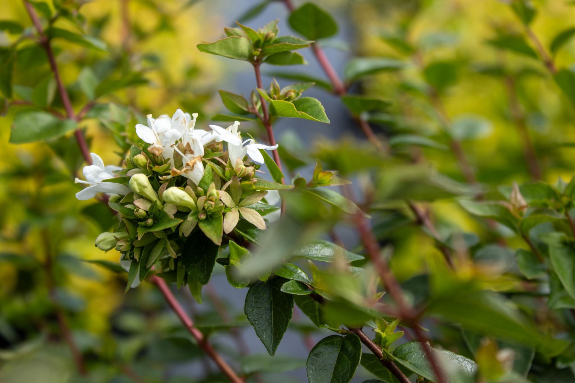 Close-up of white blossoms on a leafy green branch in a garden