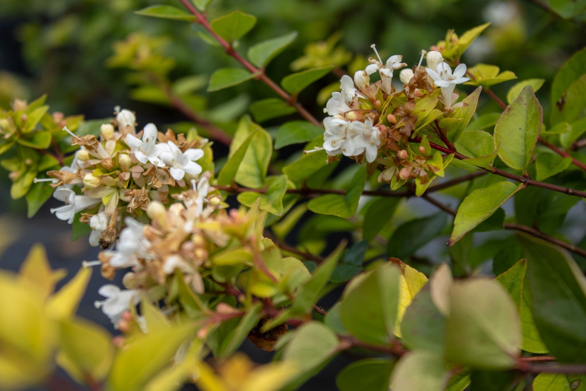 White flowers blooming among green leaves on a shrub