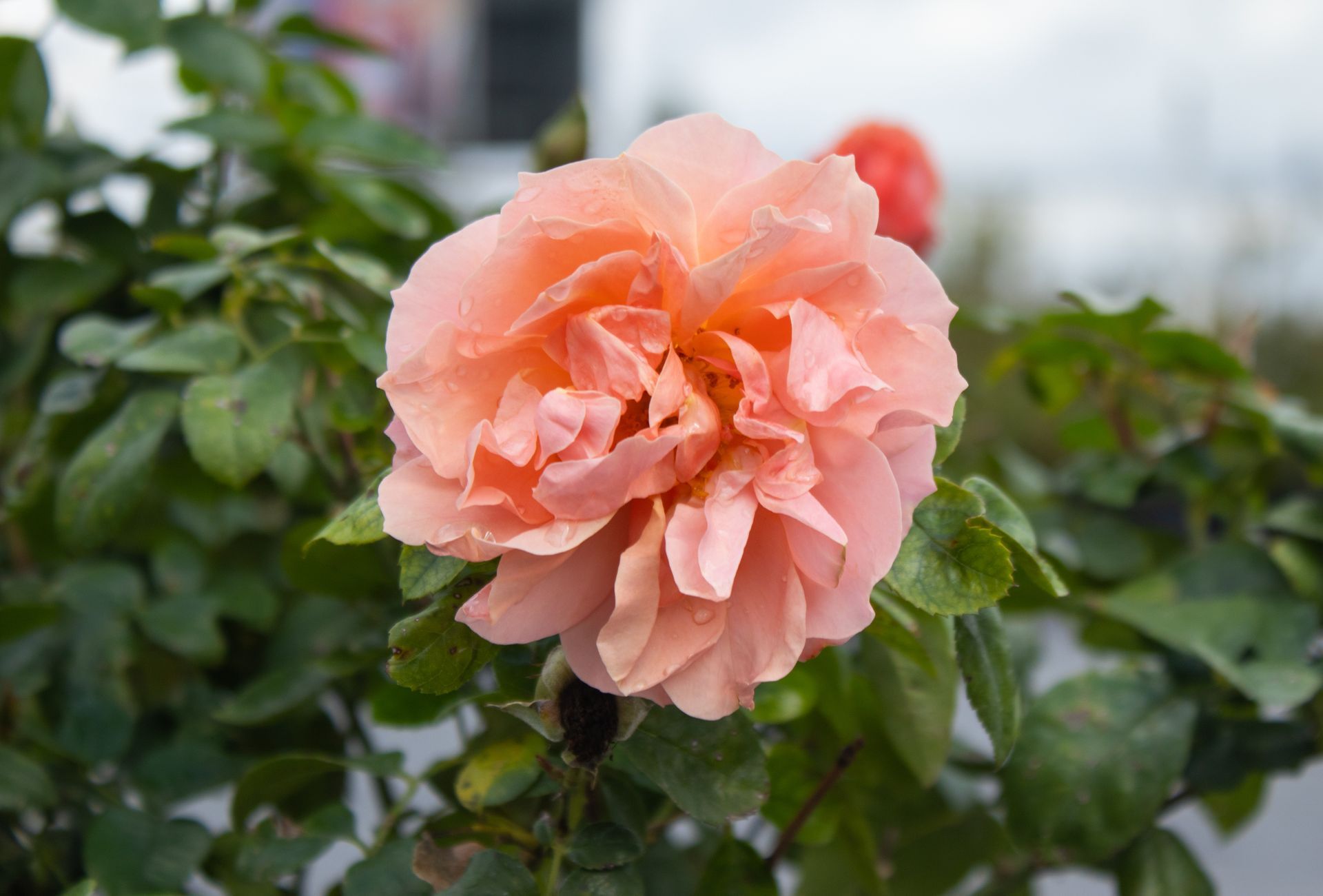 Close-up of a pale pink rose blooming against green foliage
