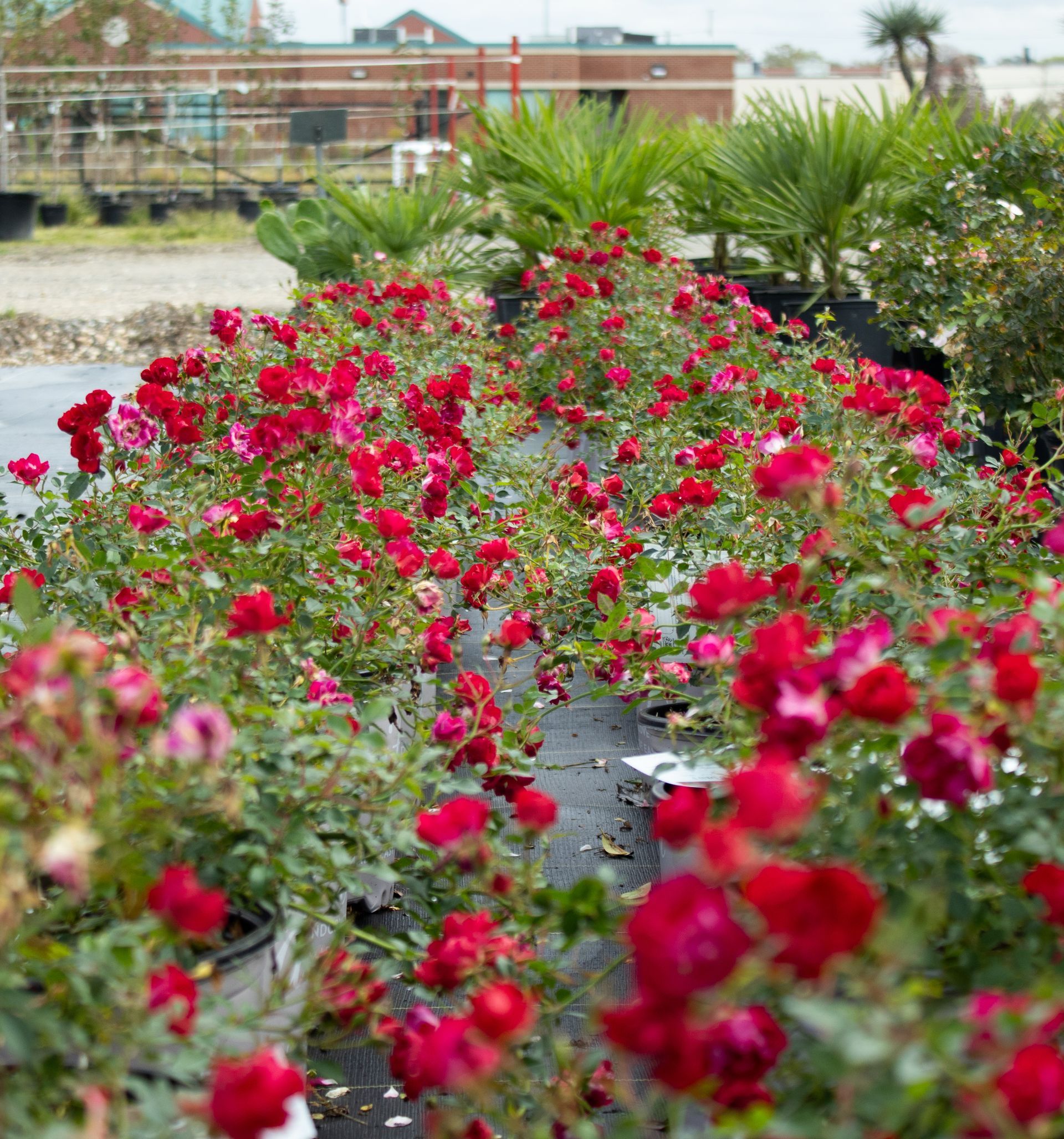 Rows of red flowers blooming in a garden with palm plants and a brick building in the background