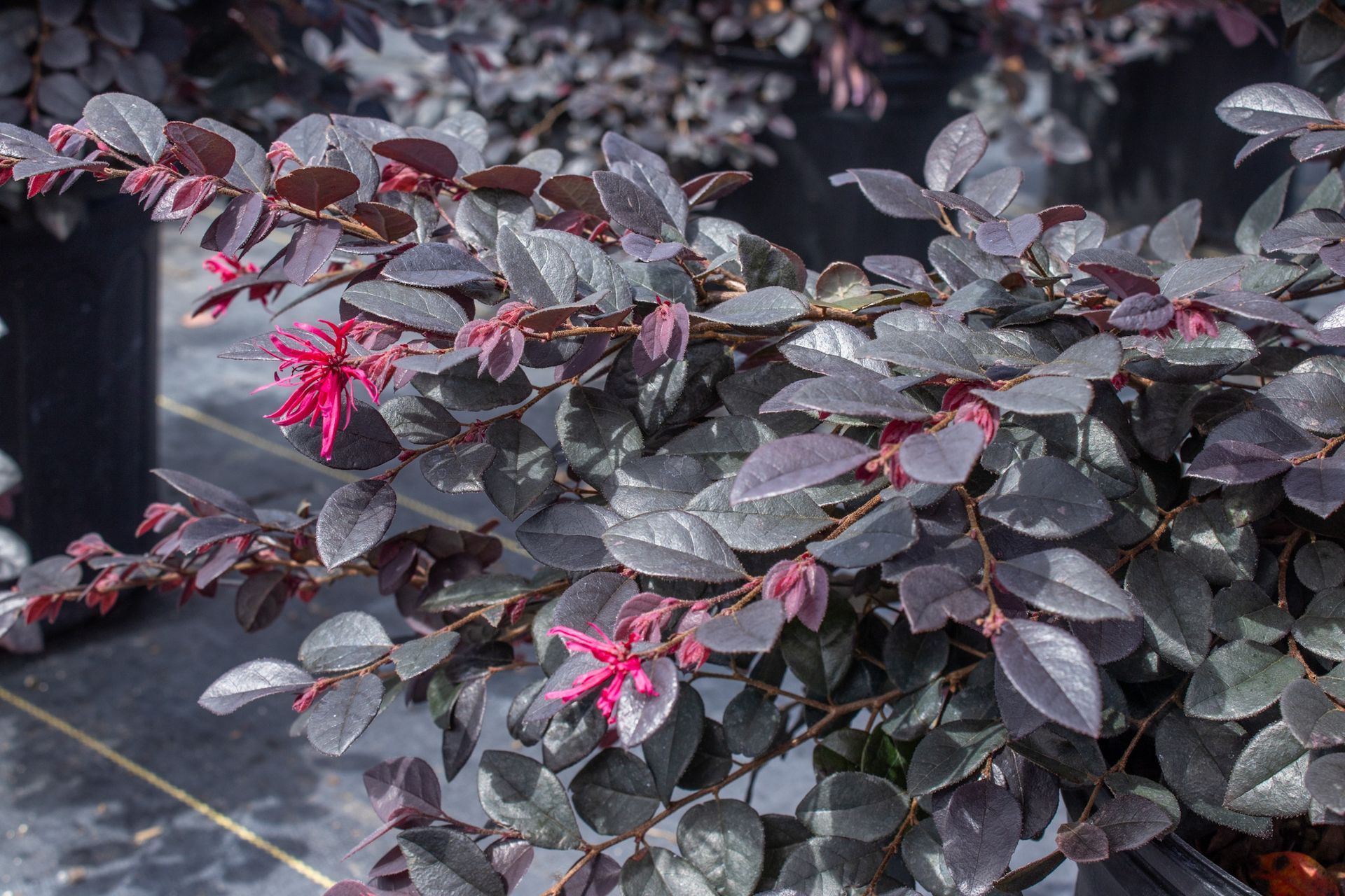 Dark-leaved shrub with bright pink flowers in a garden setting